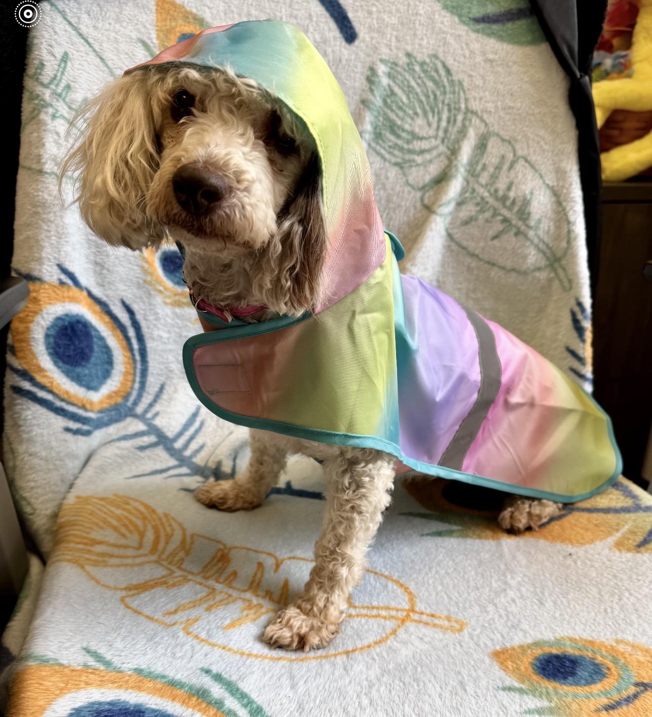 Enlarge Pip, a ADOPTABLE mixed breed in Nashville, TN image 2/3