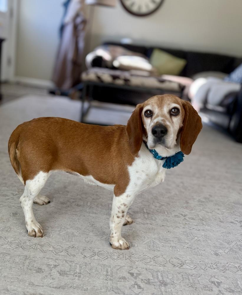 Poppy5, a Adoptable Beagle in Littleton, CO image 1/5