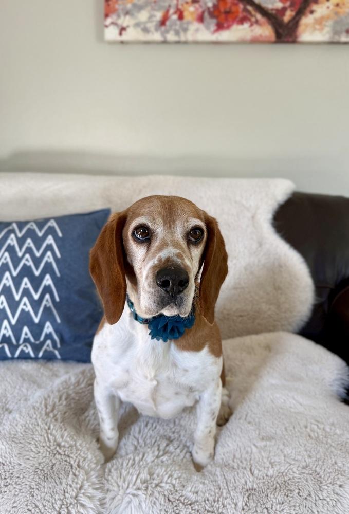 Poppy5, a Adoptable Beagle in Littleton, CO image 2/5