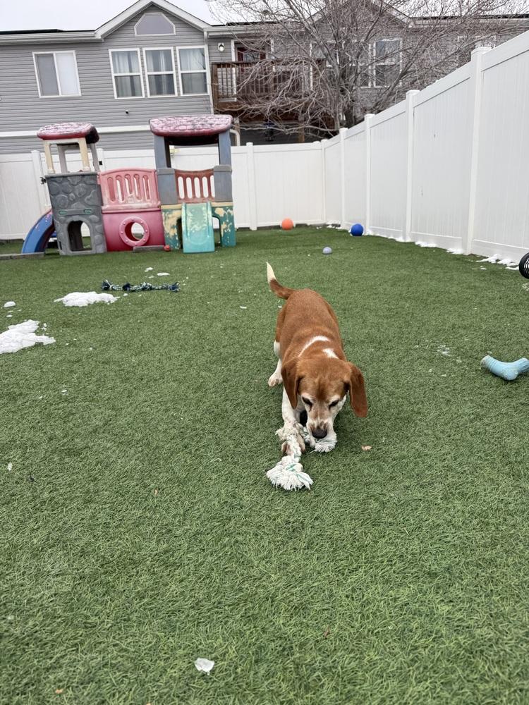 Poppy5, a Adoptable Beagle in Littleton, CO image 3/5