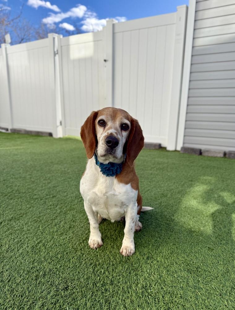 Poppy5, a Adoptable Beagle in Littleton, CO image 4/5