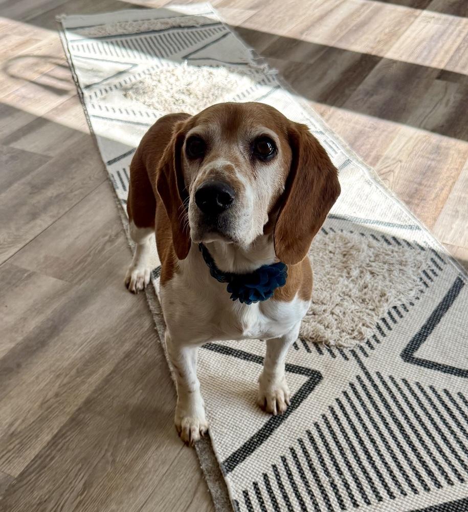 Poppy5, a Adoptable Beagle in Littleton, CO image 5/5