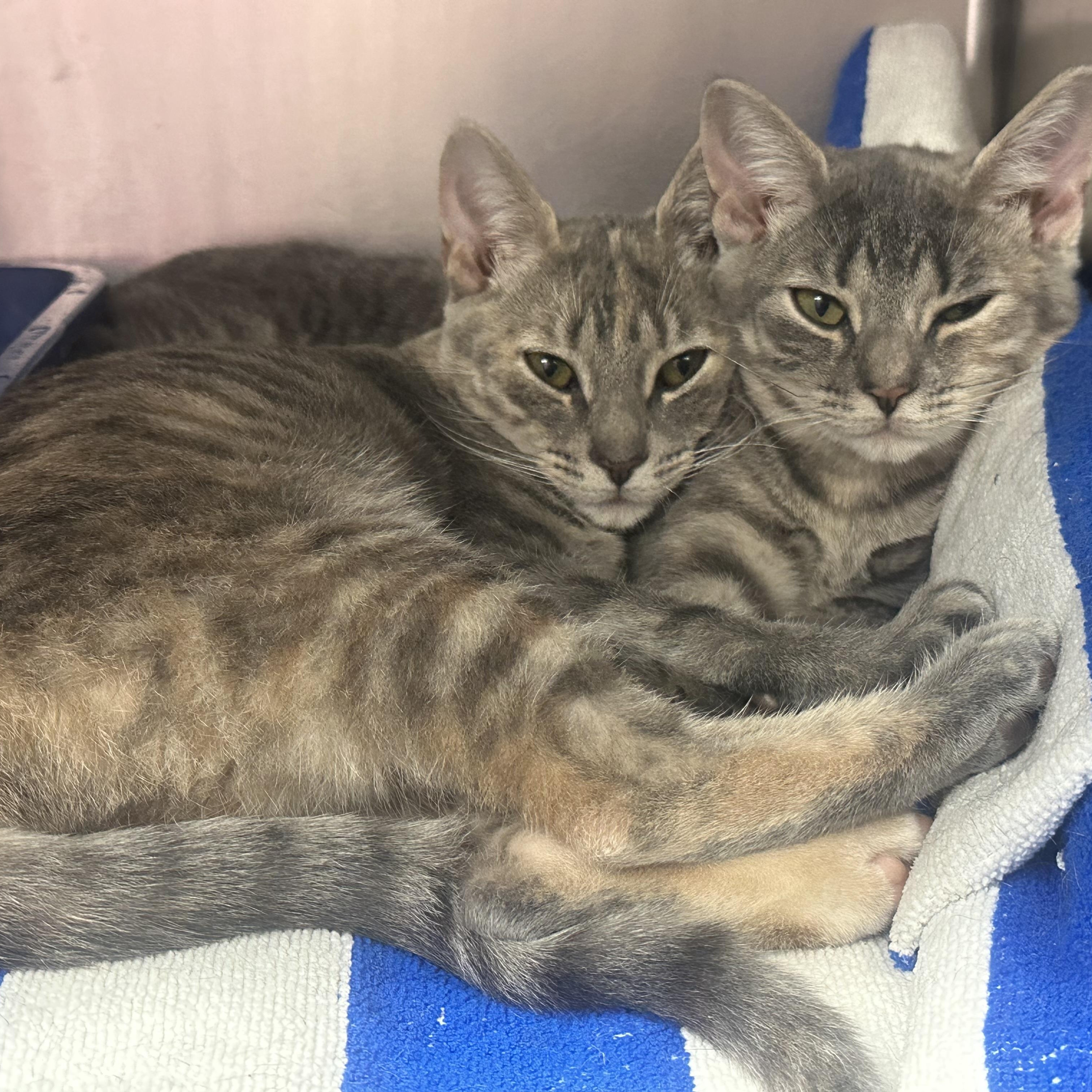 Enlarge McKenzie & McKenna- Siblings- Bonded Pair, a ADOPTABLE Domestic Short Hair in Clifton, NJ image 6/6