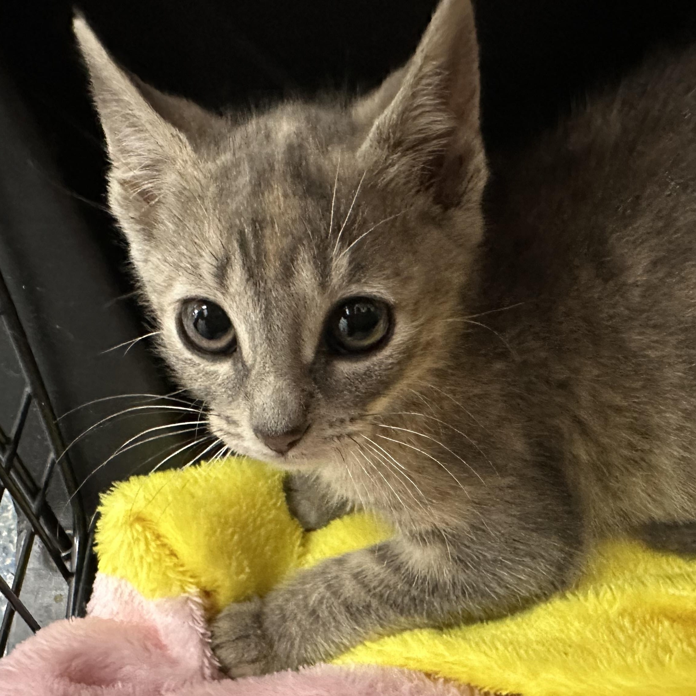 McKenzie & McKenna- Siblings- Bonded Pair. Foster Care Ready Soon, a ADOPTABLE Domestic Short Hair in Clifton, NJ image 4/6