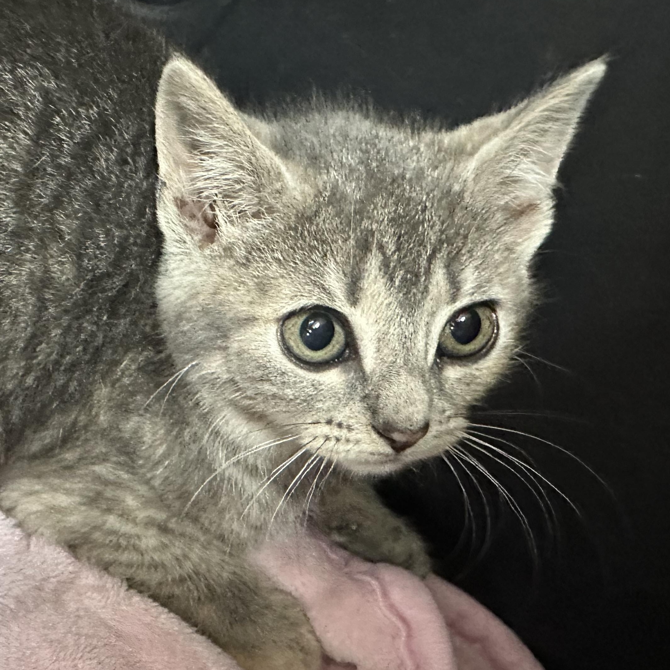 McKenzie & McKenna- Siblings- Bonded Pair. Foster Care Ready Soon, a ADOPTABLE Domestic Short Hair in Clifton, NJ image 5/6
