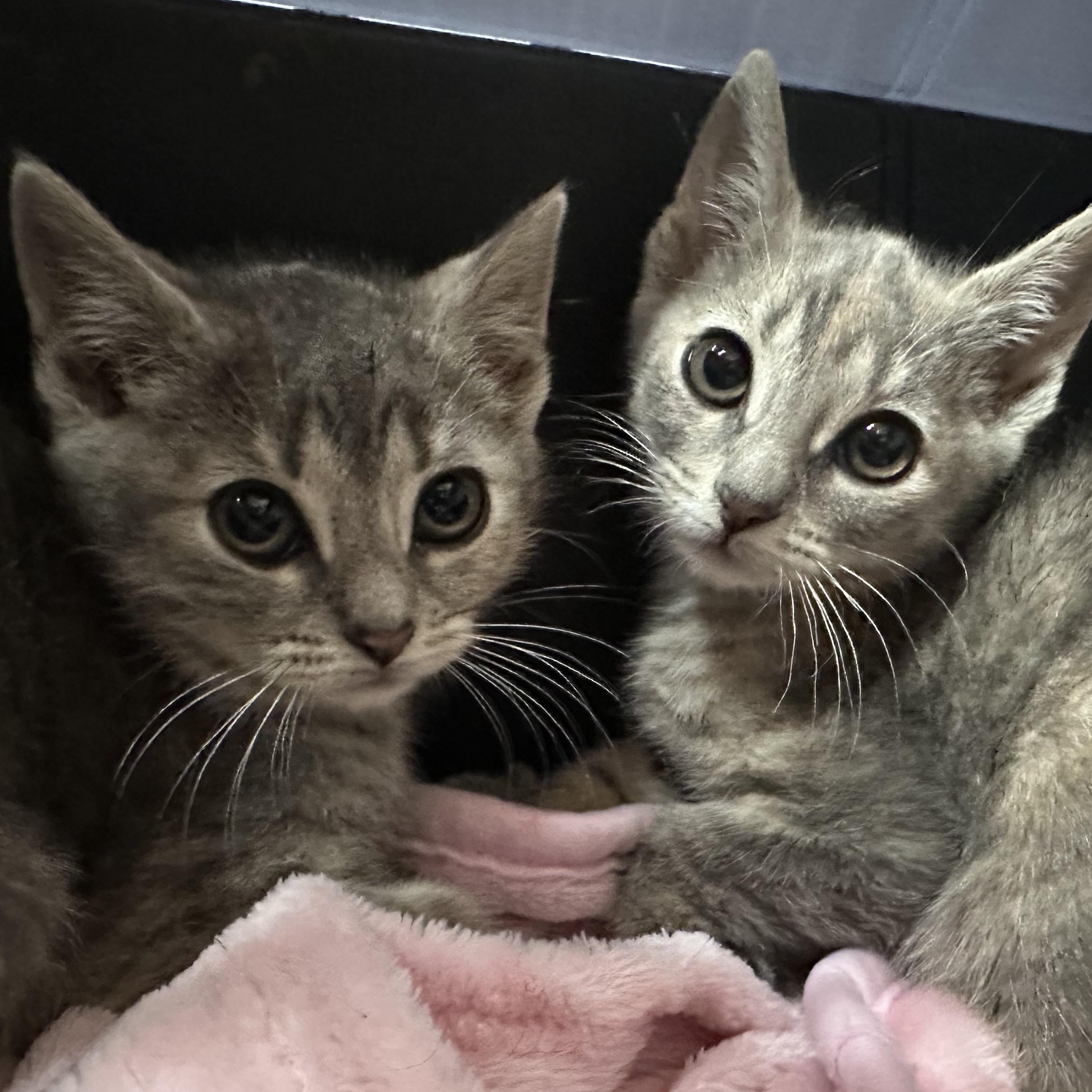 McKenzie & McKenna- Siblings- Bonded Pair. Foster Care Ready Soon, a ADOPTABLE Domestic Short Hair in Clifton, NJ image 6/6