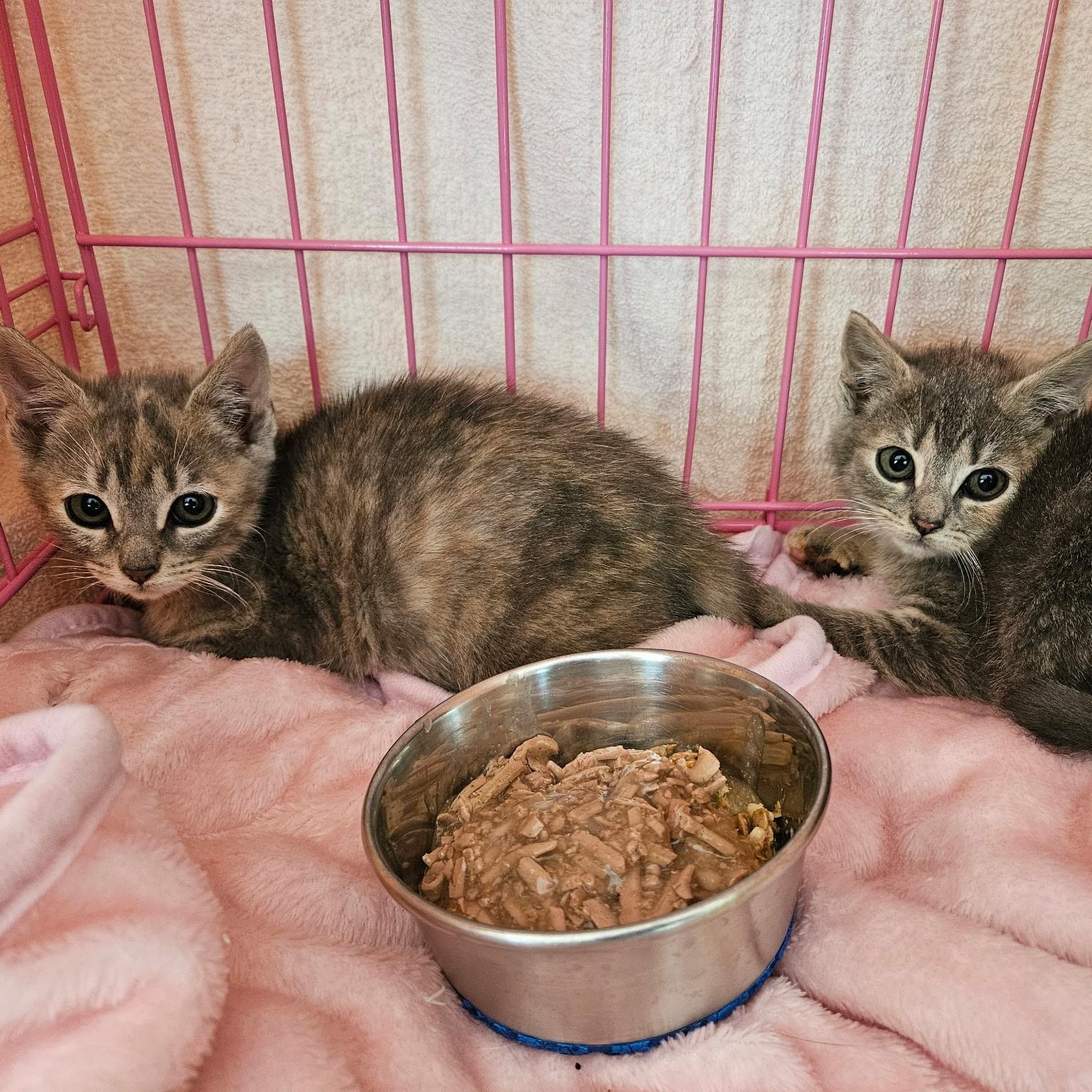 McKenzie & McKenna- Siblings- Bonded Pair. Foster Care Ready Soon, ADOPTABLE, Kitten Female Domestic Short Hair.