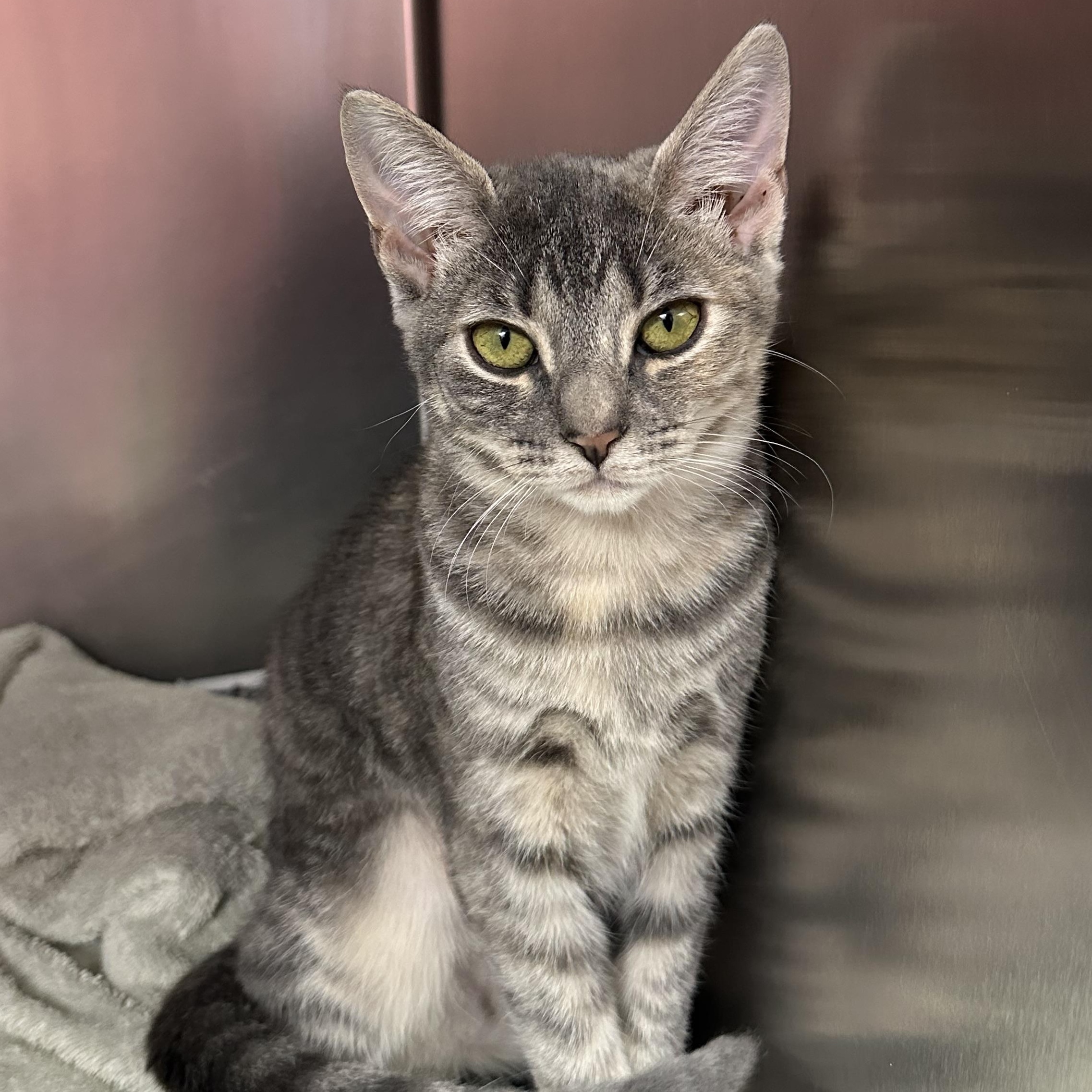 Enlarge McKenzie & McKenna- Siblings- Bonded Pair, a ADOPTABLE Domestic Short Hair in Clifton, NJ image 2/6