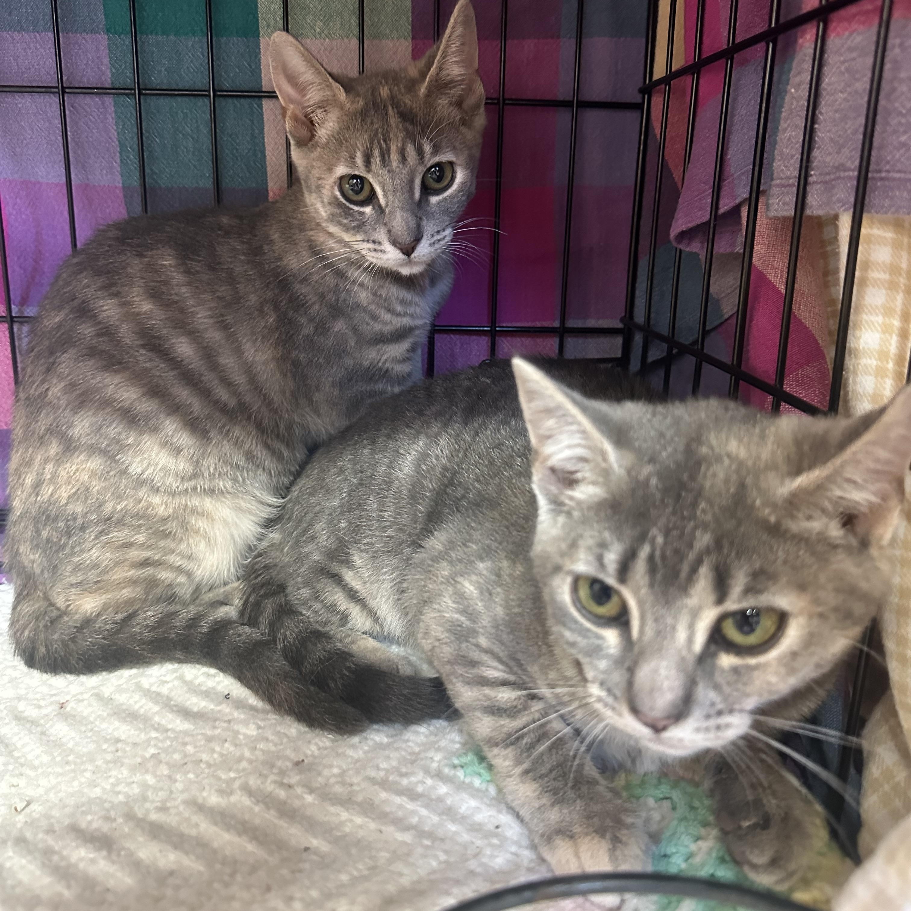 McKenzie & McKenna- Siblings- Bonded Pair, a ADOPTABLE Domestic Short Hair in Clifton, NJ image 3/5