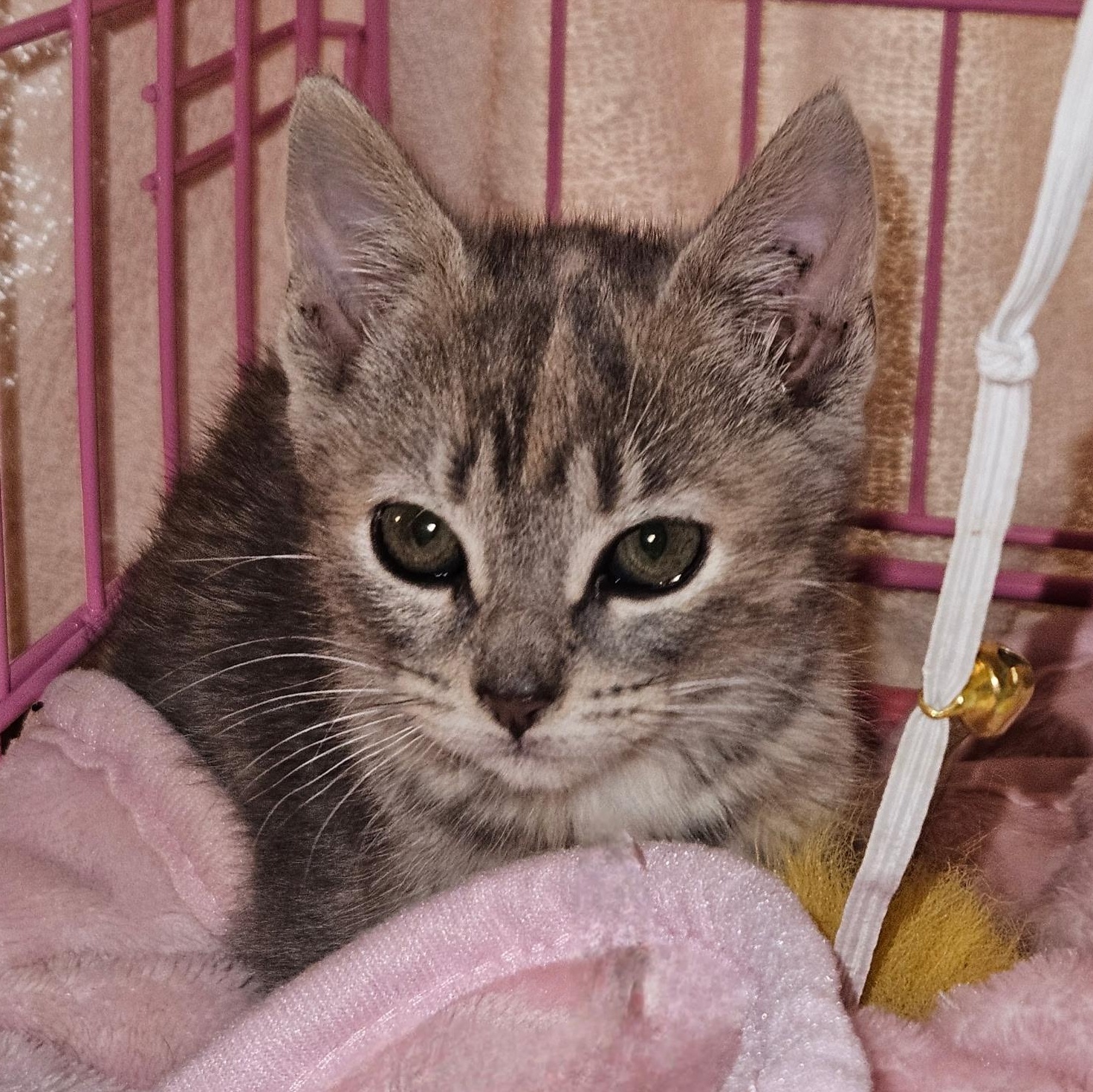 McKenzie & McKenna- Siblings- Bonded Pair. Foster Care Ready Soon, a ADOPTABLE Domestic Short Hair in Clifton, NJ image 3/6