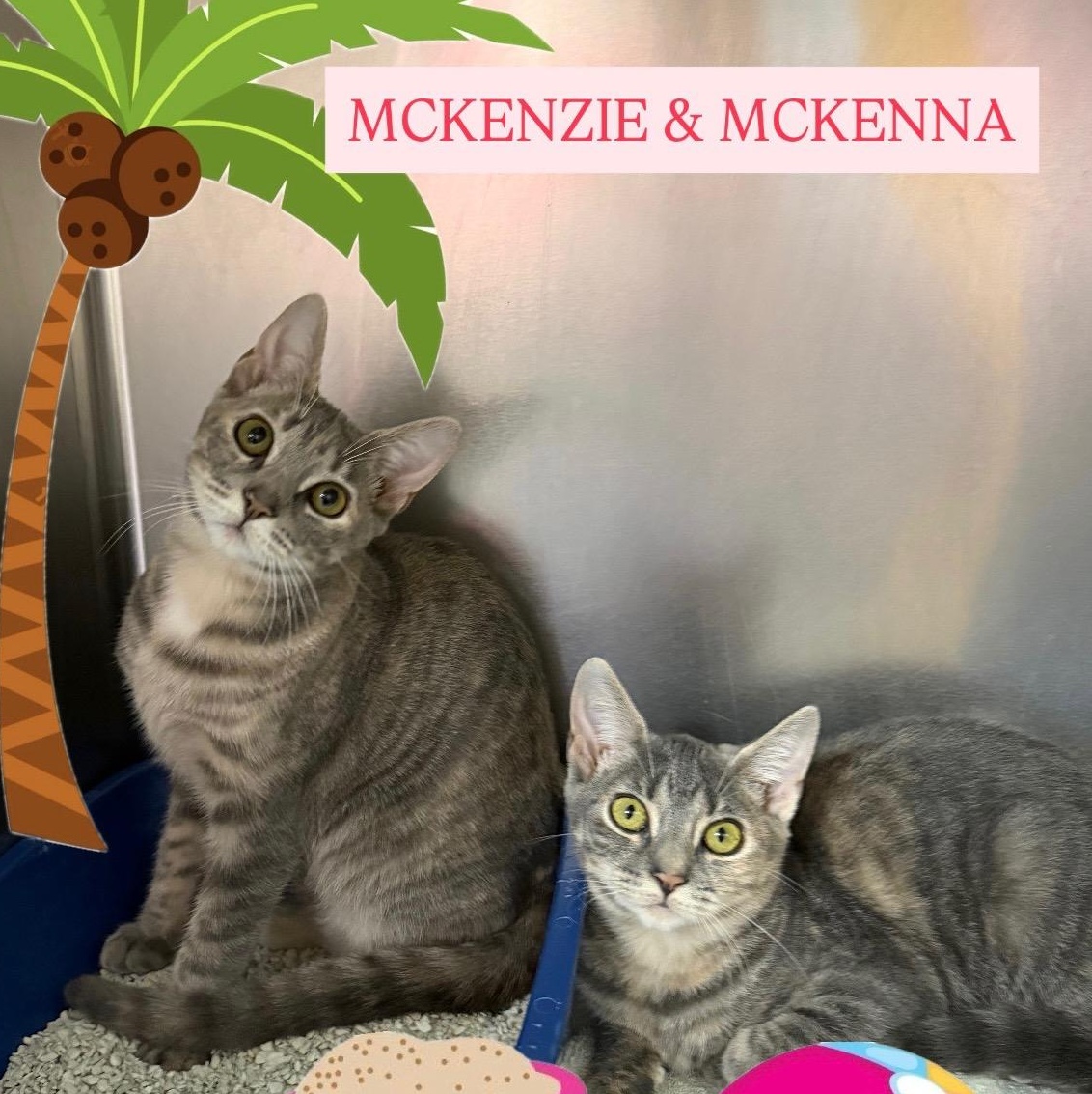 McKenzie & McKenna- Siblings- Bonded Pair, ADOPTABLE, Kitten Female Domestic Short Hair.