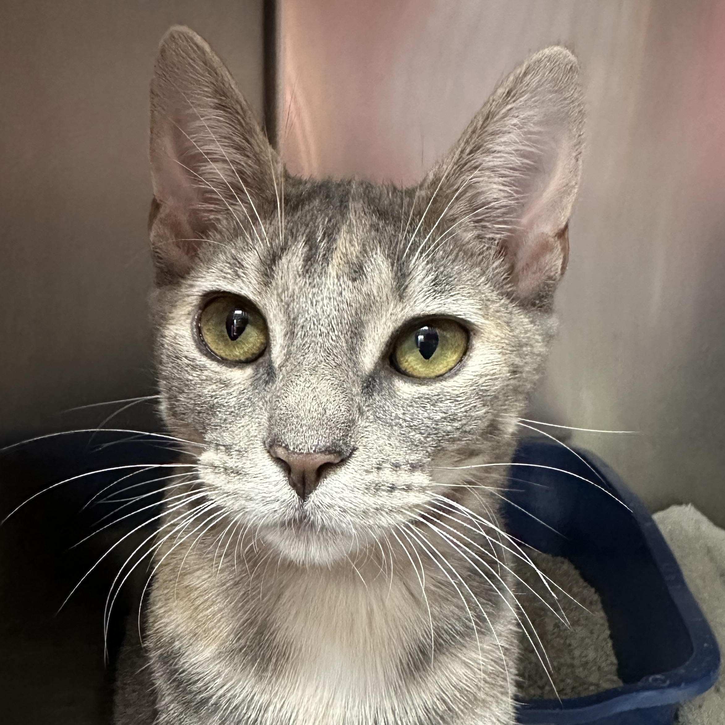 Enlarge McKenzie & McKenna- Siblings- Bonded Pair, a ADOPTABLE Domestic Short Hair in Clifton, NJ image 3/6