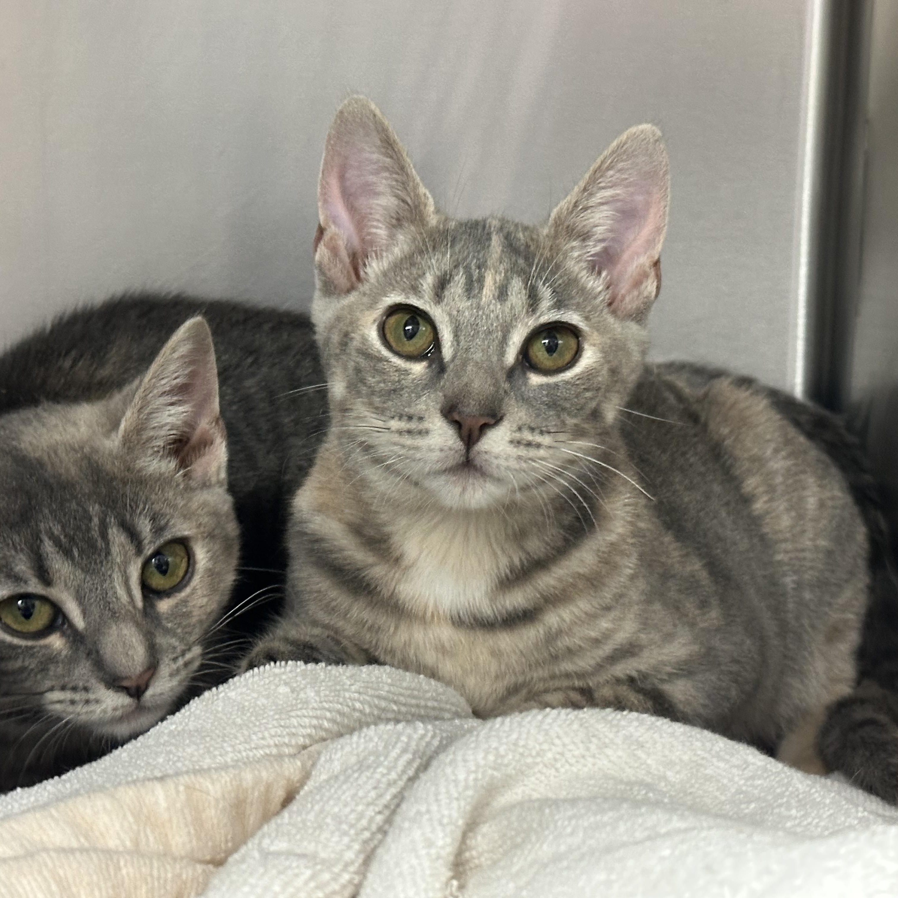 McKenzie & McKenna- Siblings- Bonded Pair, a ADOPTABLE Domestic Short Hair in Clifton, NJ image 1/5