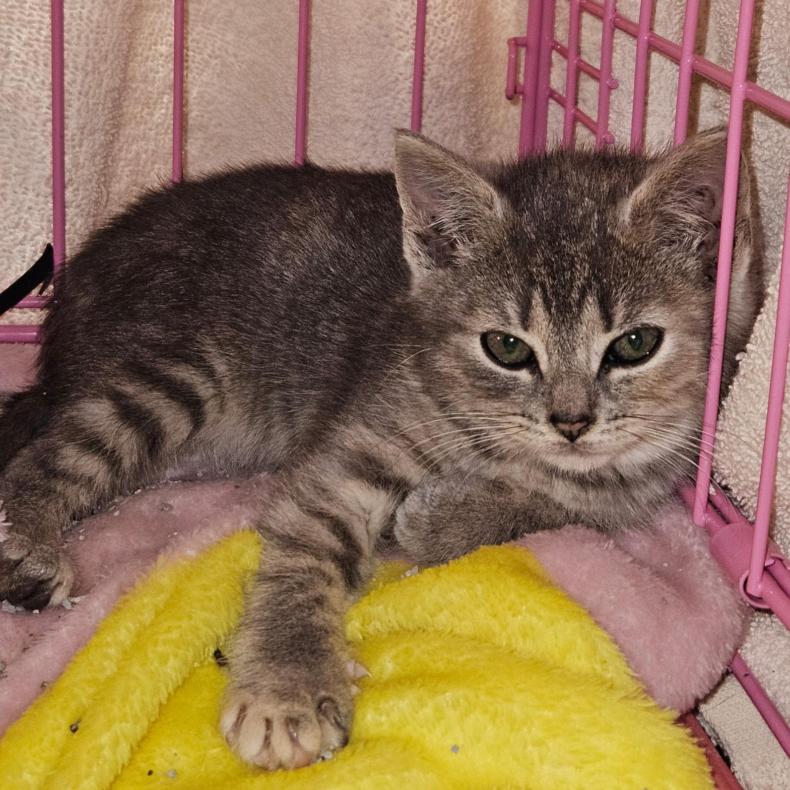 McKenzie & McKenna- Siblings- Bonded Pair. Foster Care Ready Soon, a ADOPTABLE Domestic Short Hair in Clifton, NJ image 2/6