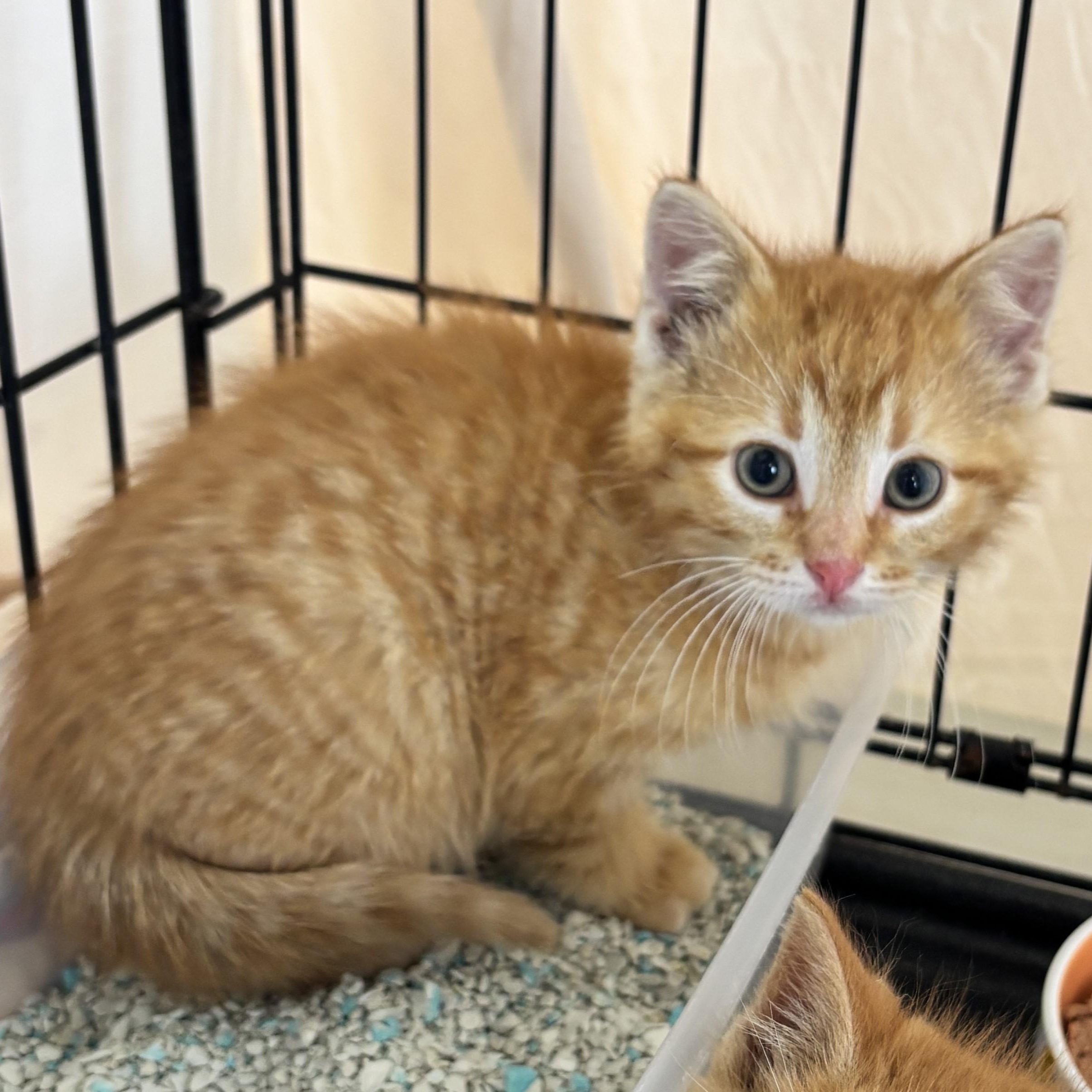 Petey, an adopted mixed breed in Lombard, IL image 1/5