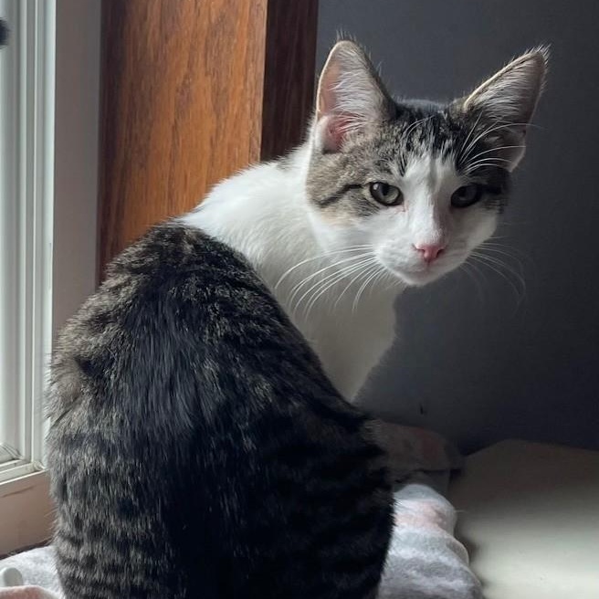 Enlarge Dante, a Adoptable Domestic Short Hair in Menasha, WI image 2/6