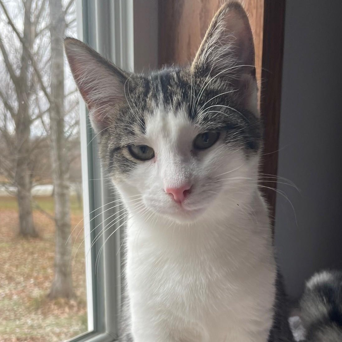 Dante, Adoptable, Young Male Domestic Short Hair.