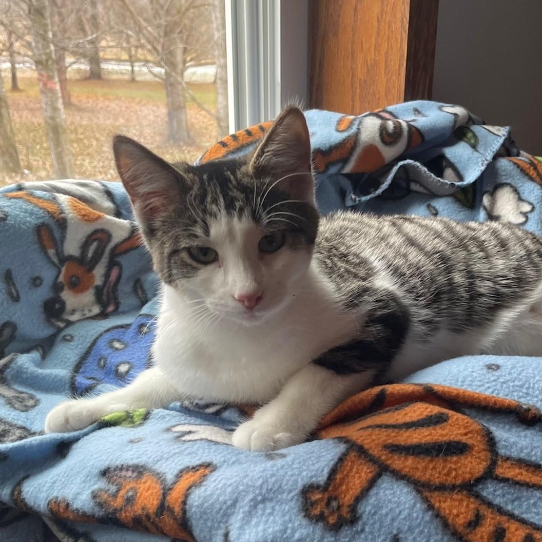 Enlarge Dante, a Adoptable Domestic Short Hair in Menasha, WI image 4/6