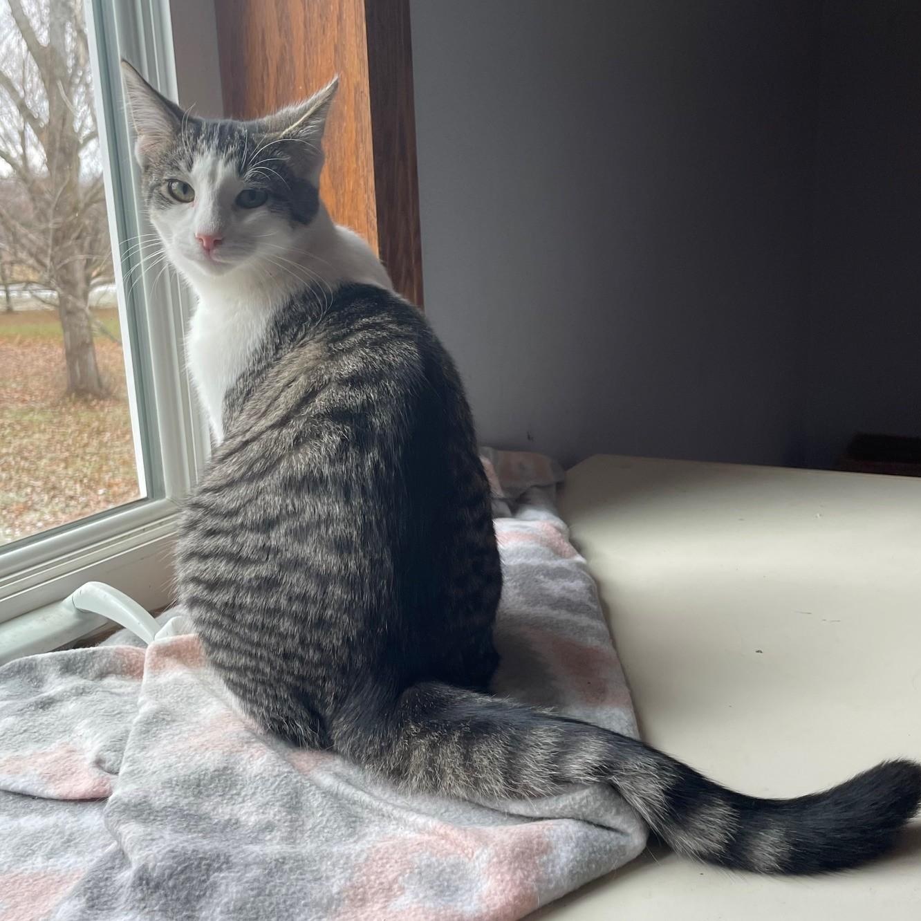 Enlarge Dante, a Adoptable Domestic Short Hair in Menasha, WI image 5/6