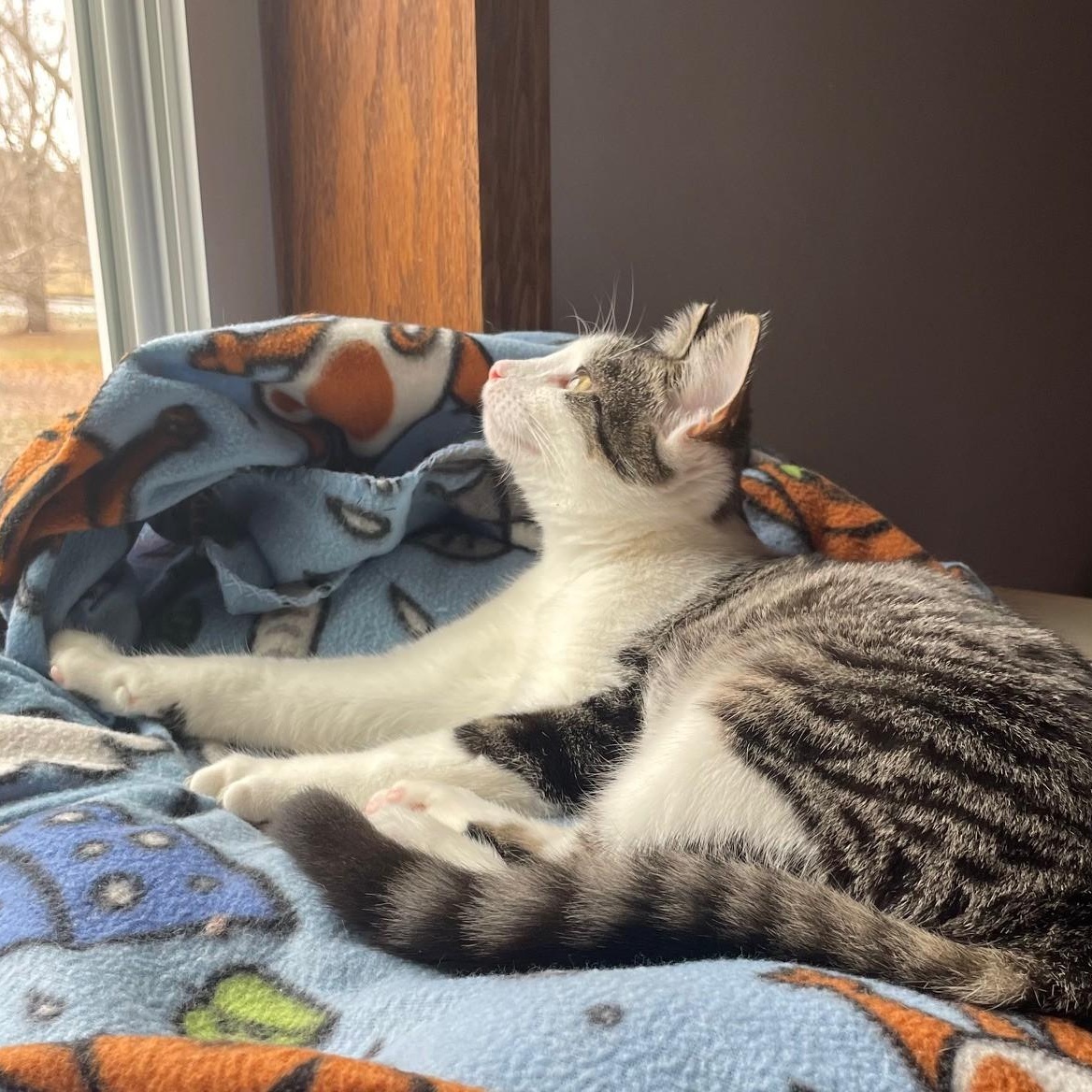 Enlarge Dante, a Adoptable Domestic Short Hair in Menasha, WI image 6/6