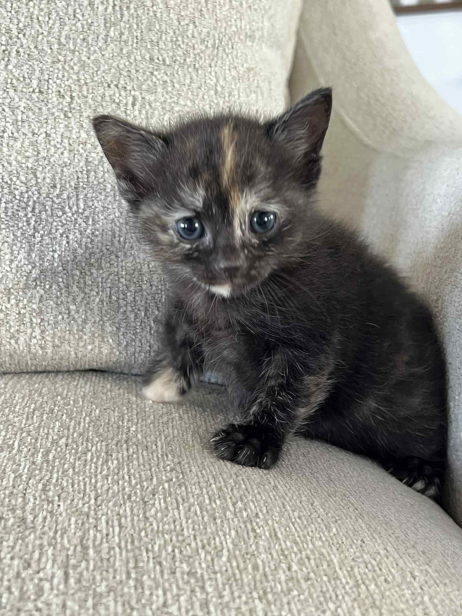 Enlarge Naomi Ched and Nora Ched, an adoption pending Domestic Short Hair in Staten Island, NY image 5/6