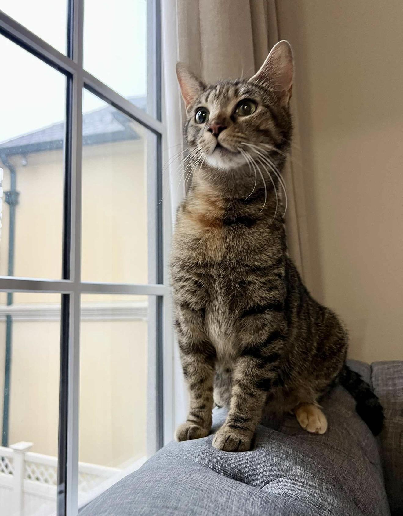 Enlarge Naomi Ched and Nora Ched, an adoption pending Domestic Short Hair in Staten Island, NY image 4/6