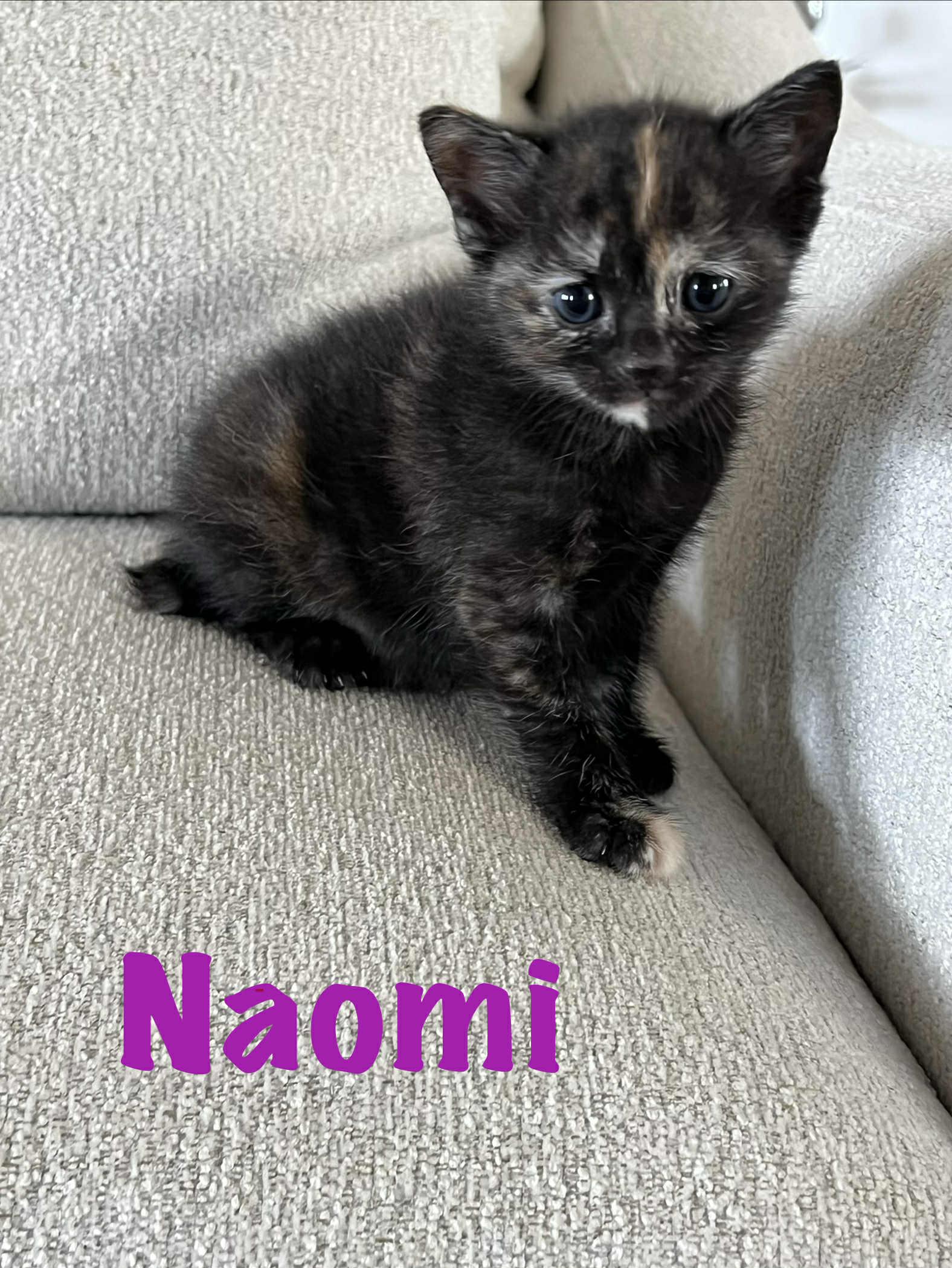 Enlarge Naomi Ched and Nora Ched, an adoption pending Domestic Short Hair in Staten Island, NY image 3/6