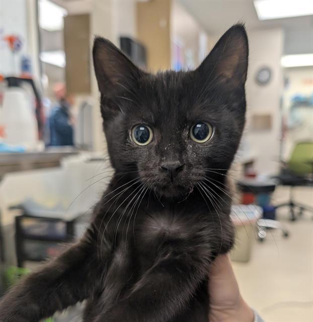 AZAZEL, Adoptable, Kitten Male Domestic Short Hair.