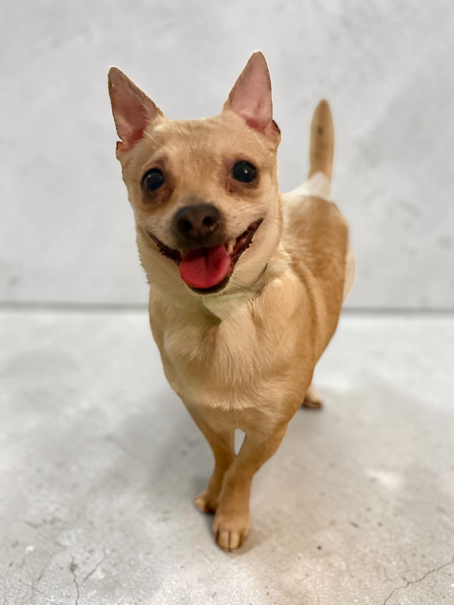 Enlarge Diego, a ADOPTABLE Chihuahua in Yonkers, NY image 1/2