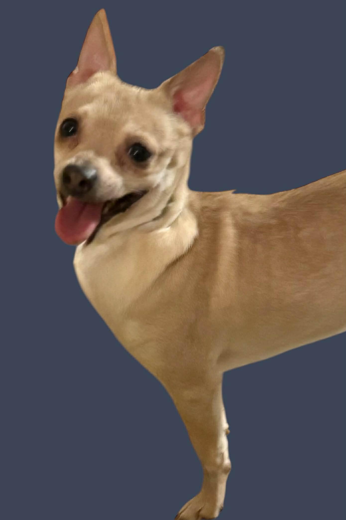 Enlarge Diego, a ADOPTABLE Chihuahua in Yonkers, NY image 2/2