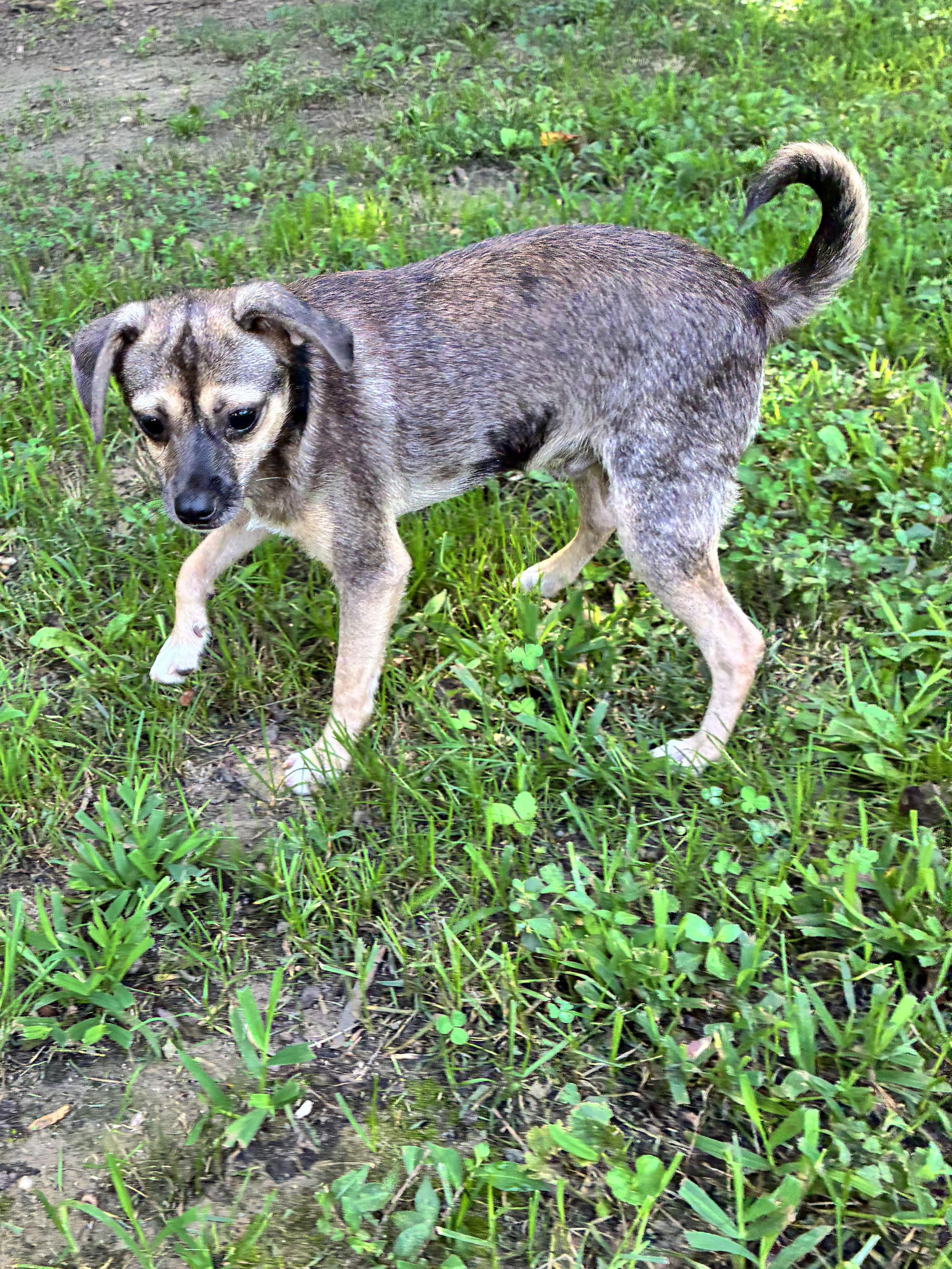 Justice, adopted, Young Male Chihuahua.