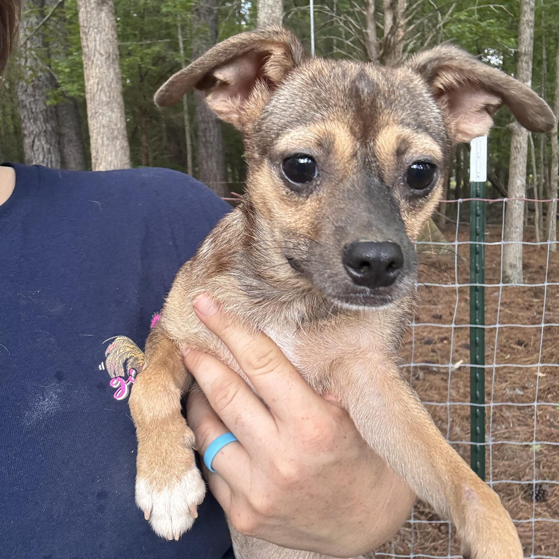 Enlarge Justice, an adopted mixed breed in Rock Hill, SC image 2/2