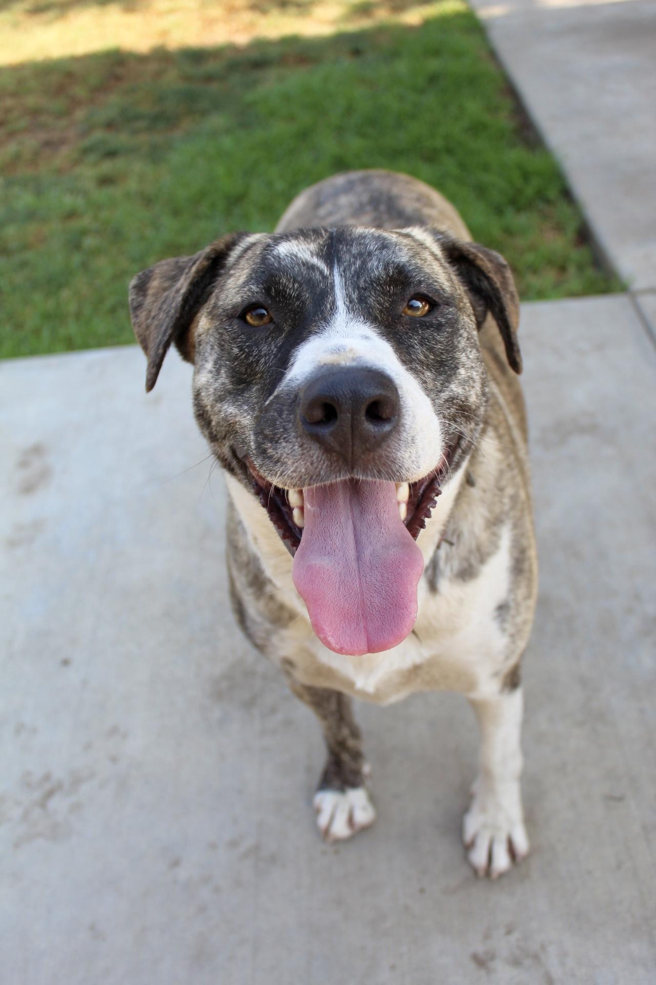 Lucy, Adoptable, Young Female Labrador Retriever.
