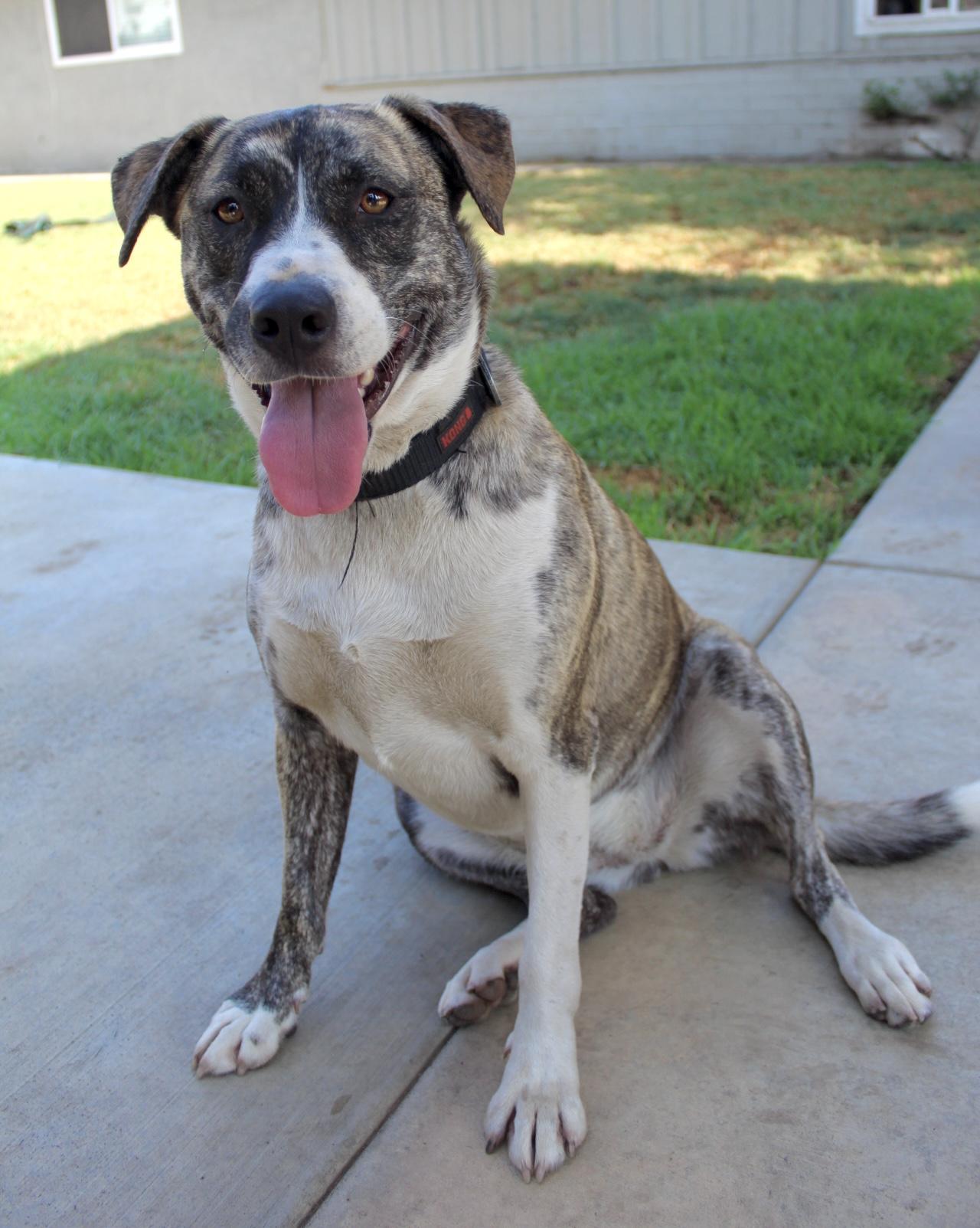 Lucy, a Adoptable mixed breed in Rialto, CA image 2/3
