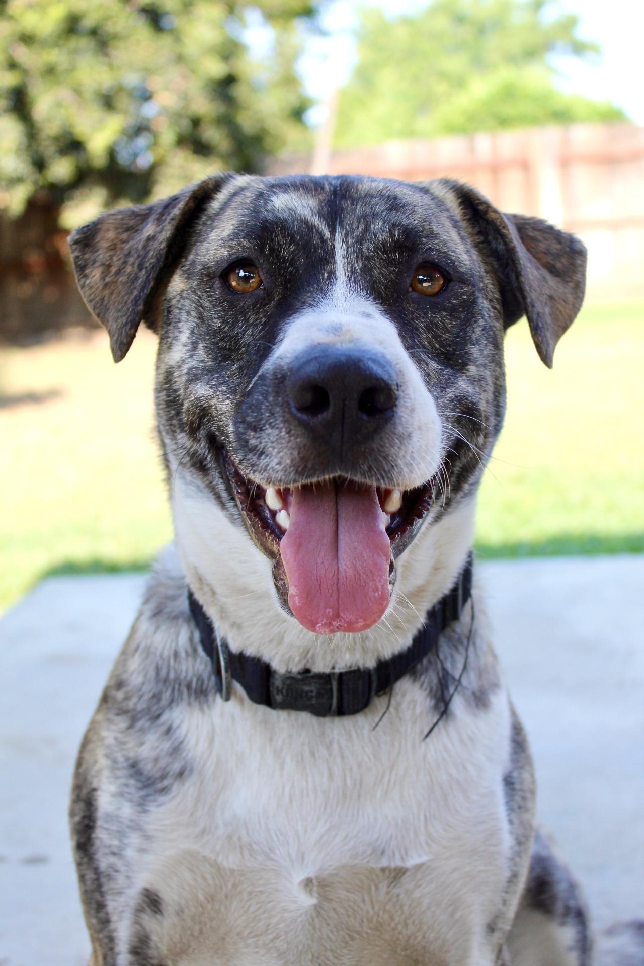 Lucy, a Adoptable mixed breed in Rialto, CA image 3/3