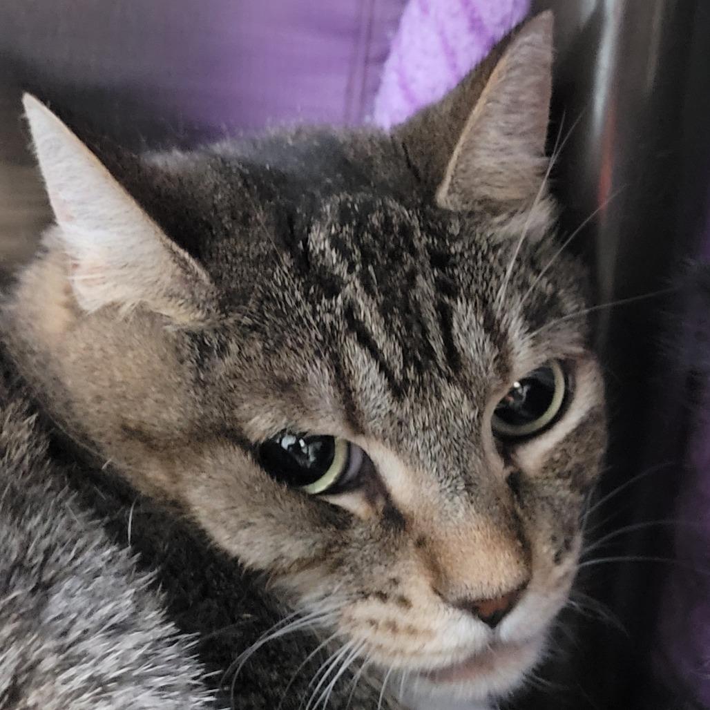 Daisy, a Adoptable Domestic Short Hair in Las Vegas, NV image 1/2