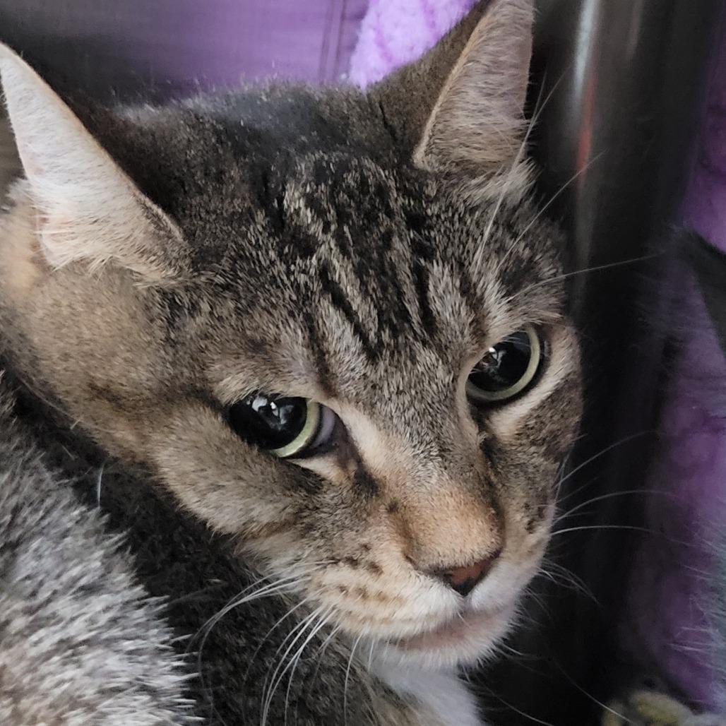Daisy, a Adoptable Domestic Short Hair in Las Vegas, NV image 2/2