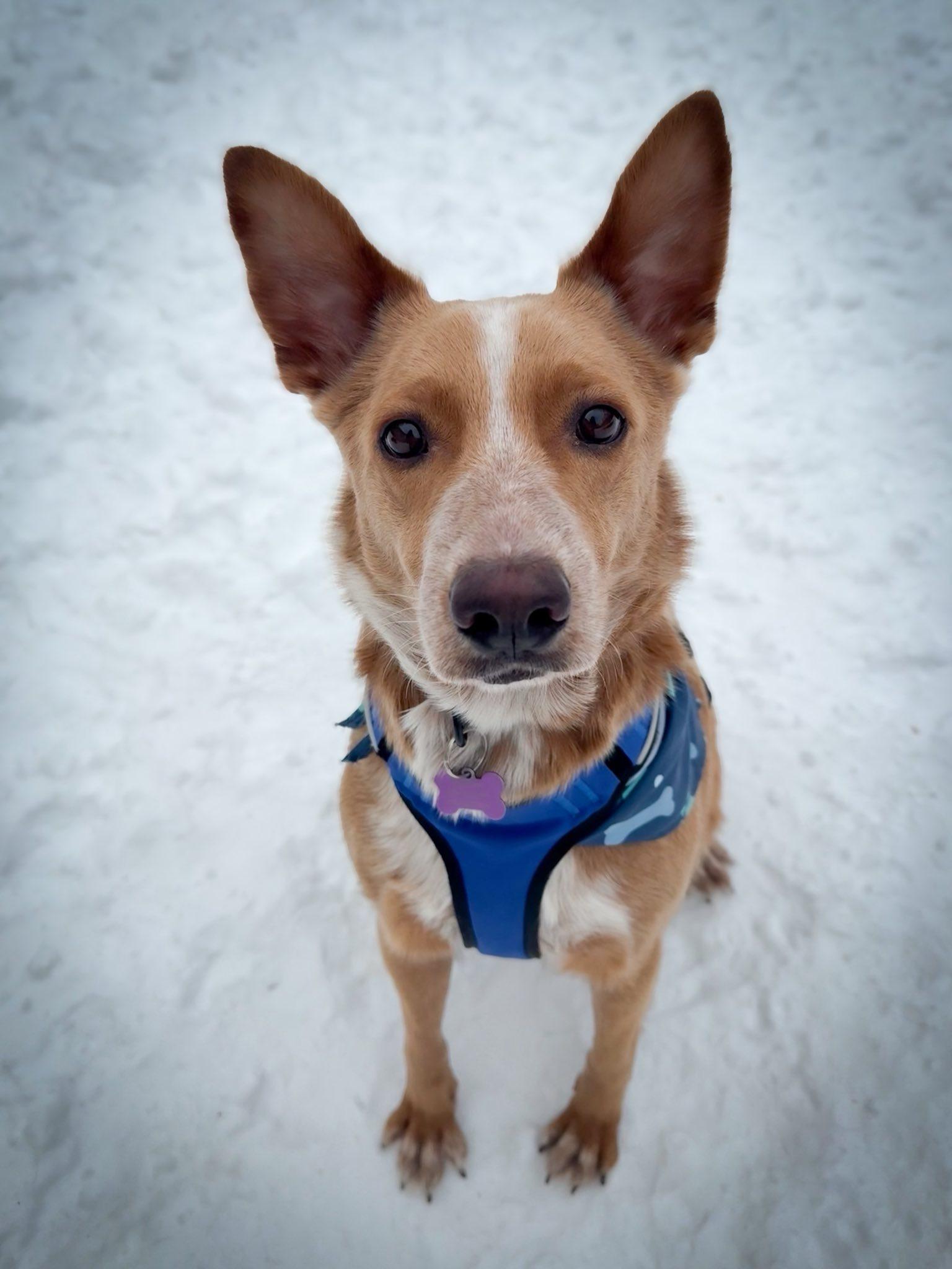 Pumpkin, Adoptable, Young Male Australian Cattle Dog / Blue Heeler & Mixed Breed.