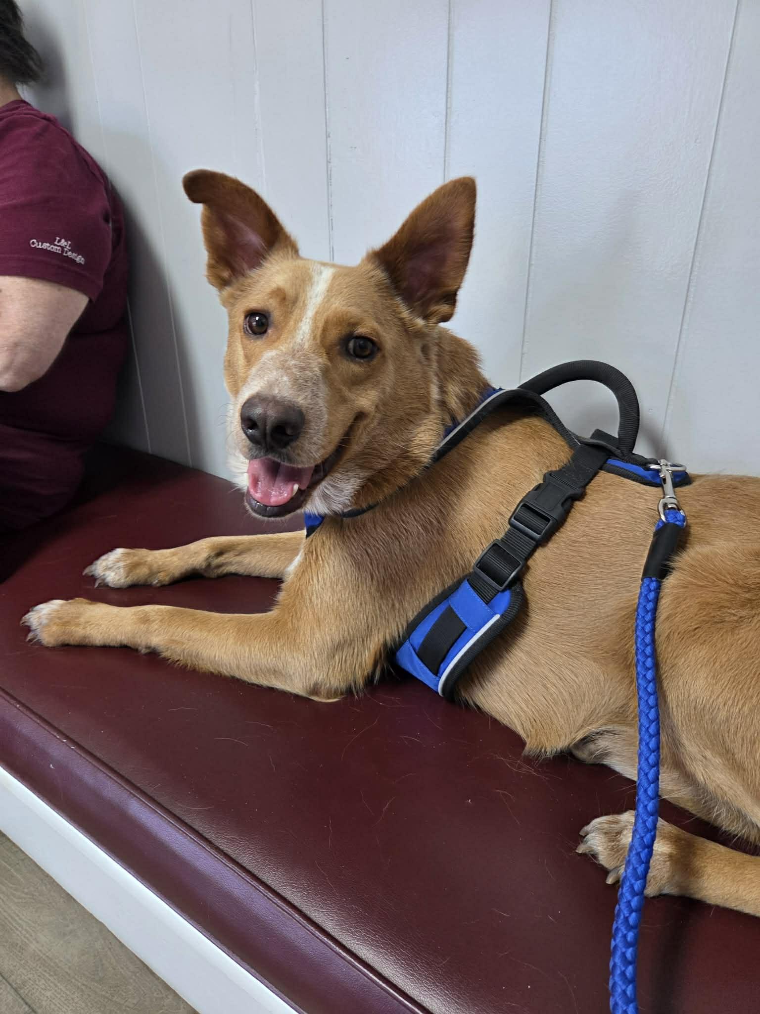 Enlarge Pumpkin, a Adoptable mixed breed in Des Moines, IA image 6/6