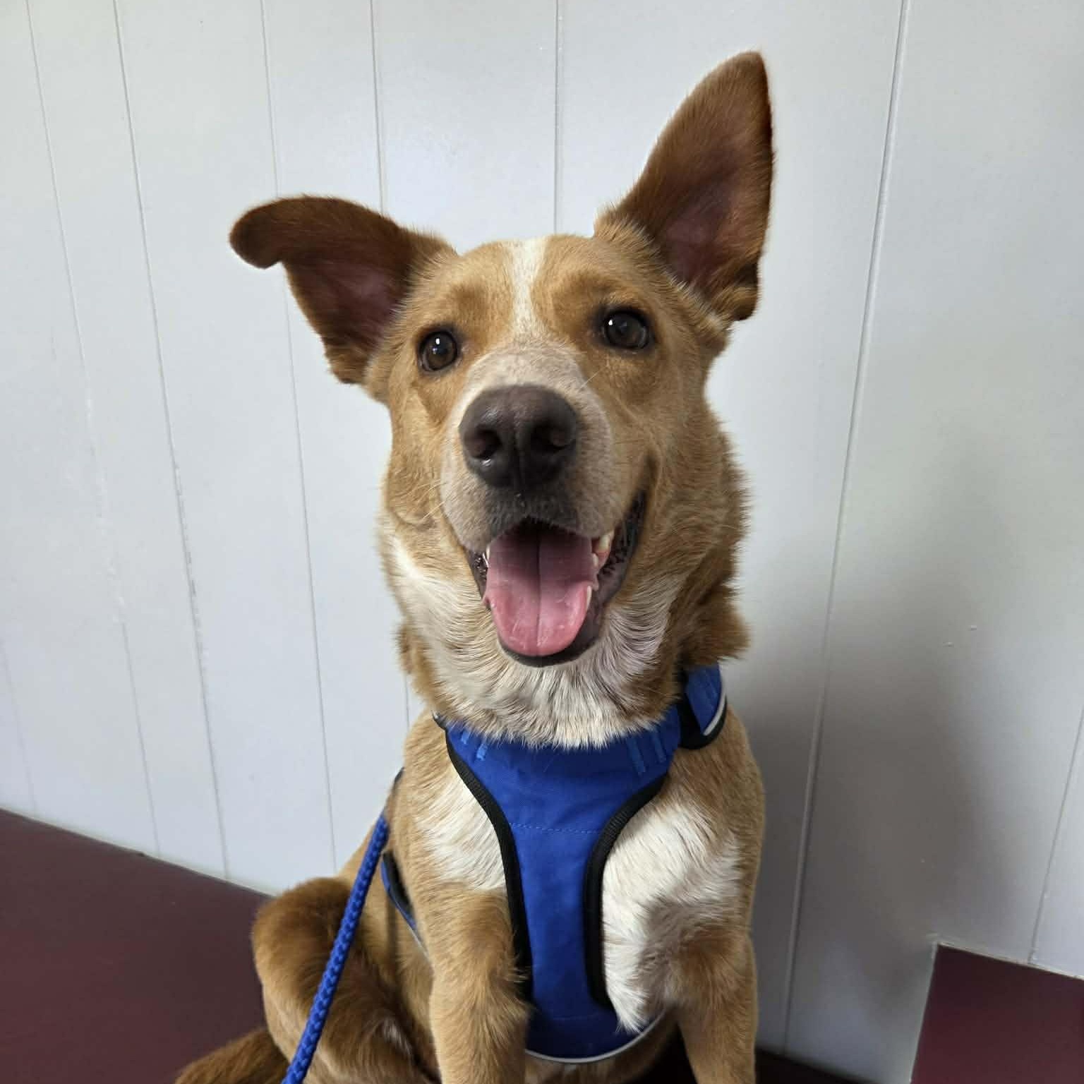 Enlarge Pumpkin, a Adoptable mixed breed in Des Moines, IA image 2/6