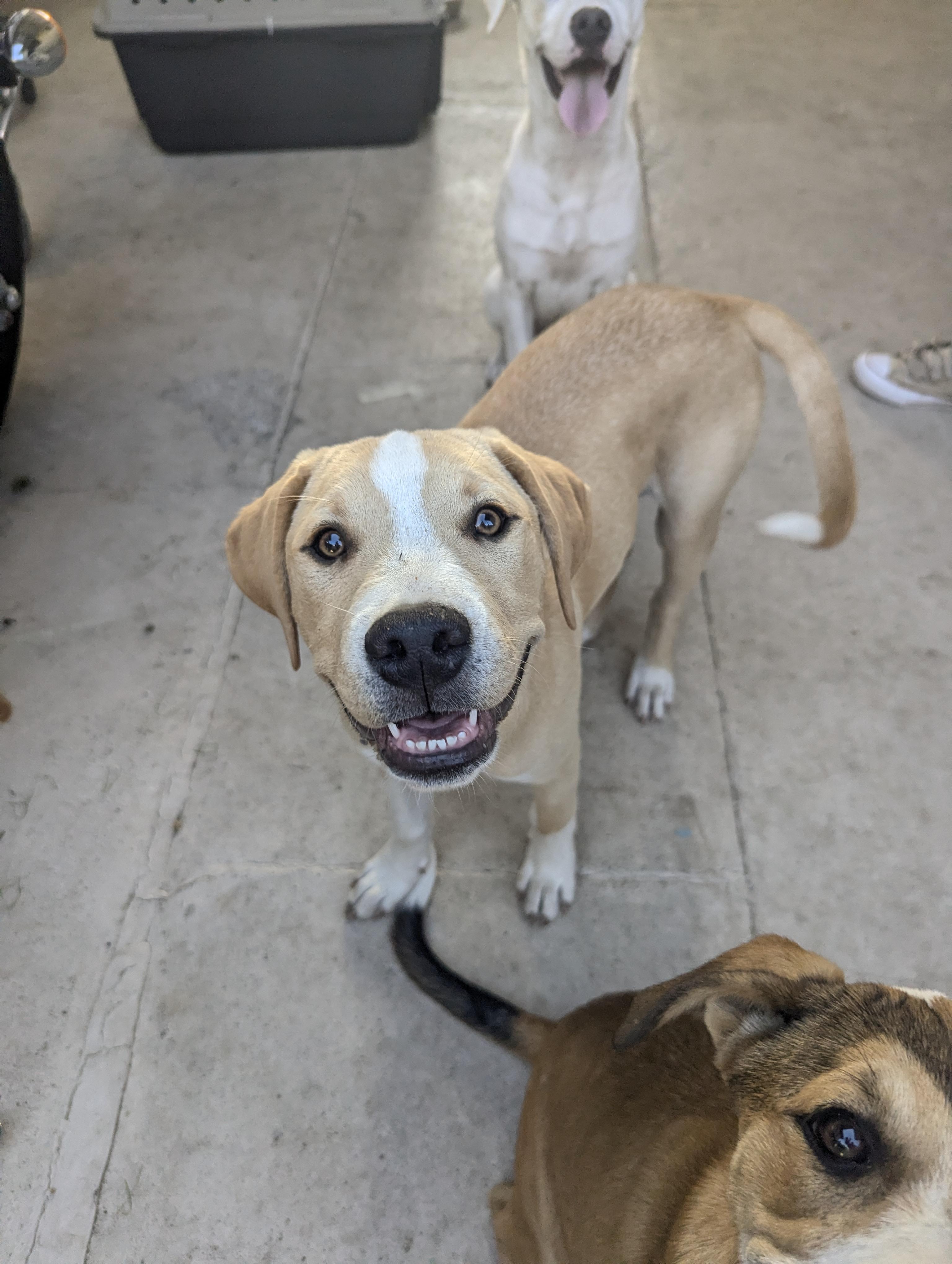 Enlarge OAKLEY , a Adoptable Mixed Breed in Anaheim, CA image 3/5