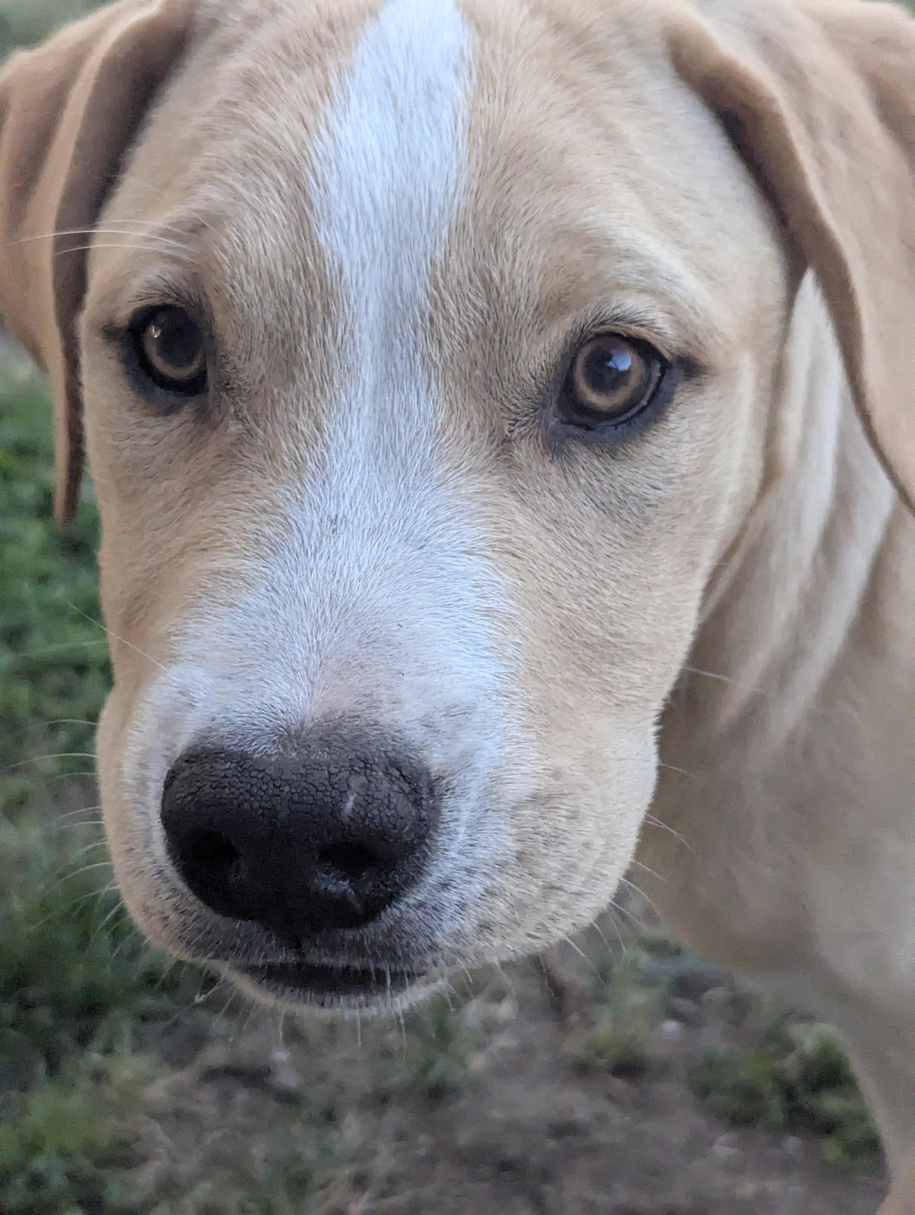 Enlarge OAKLEY , a Adoptable Mixed Breed in Anaheim, CA image 2/5