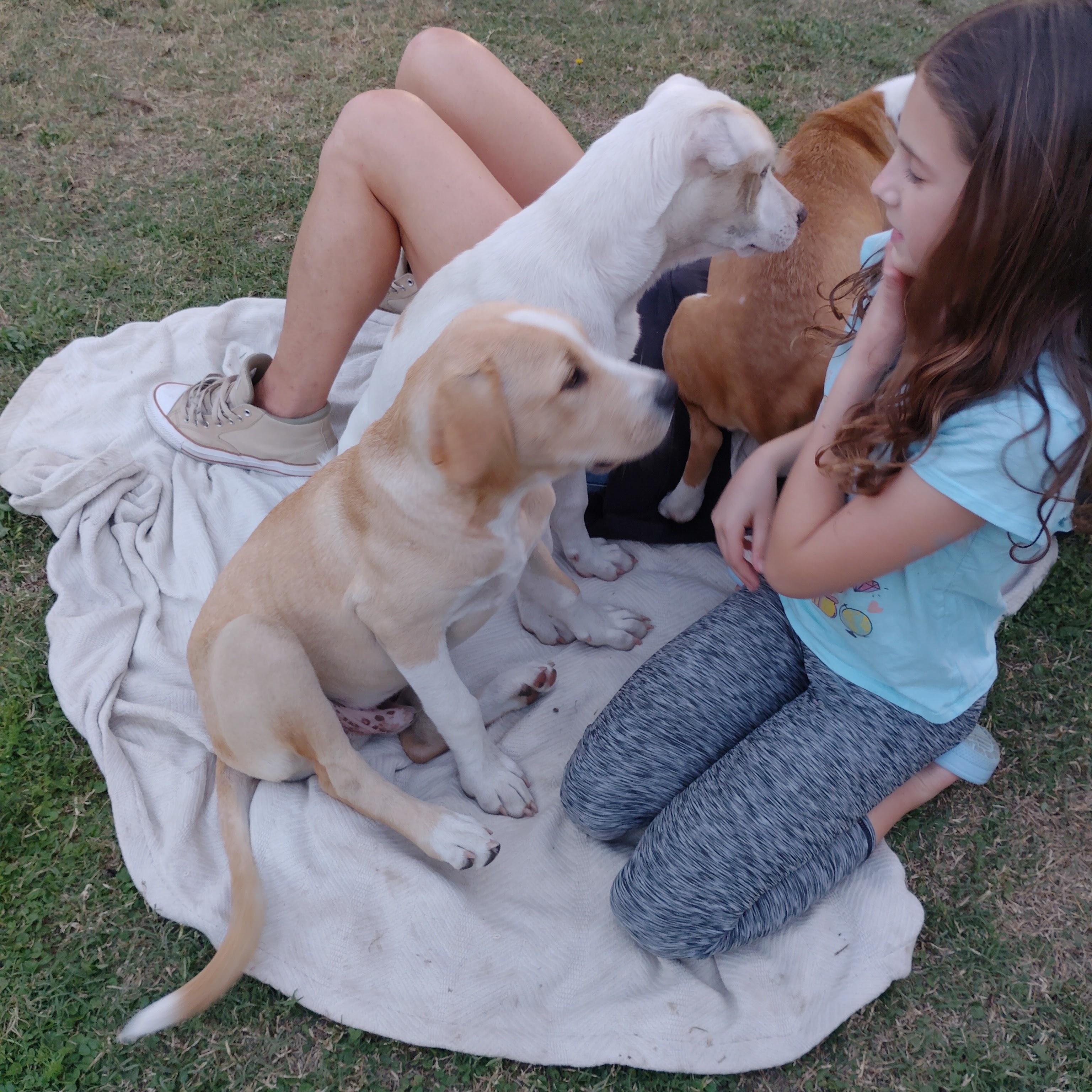 Enlarge OAKLEY , a Adoptable Mixed Breed in Anaheim, CA image 5/5