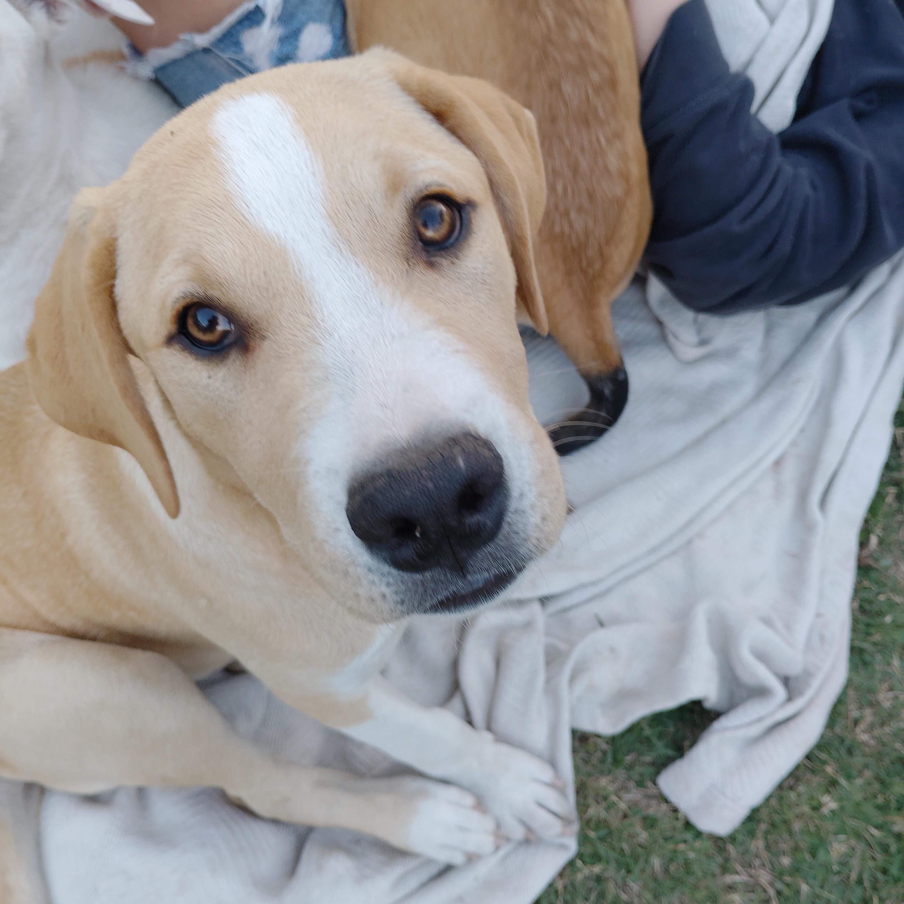 Enlarge OAKLEY , a Adoptable Mixed Breed in Anaheim, CA image 4/5