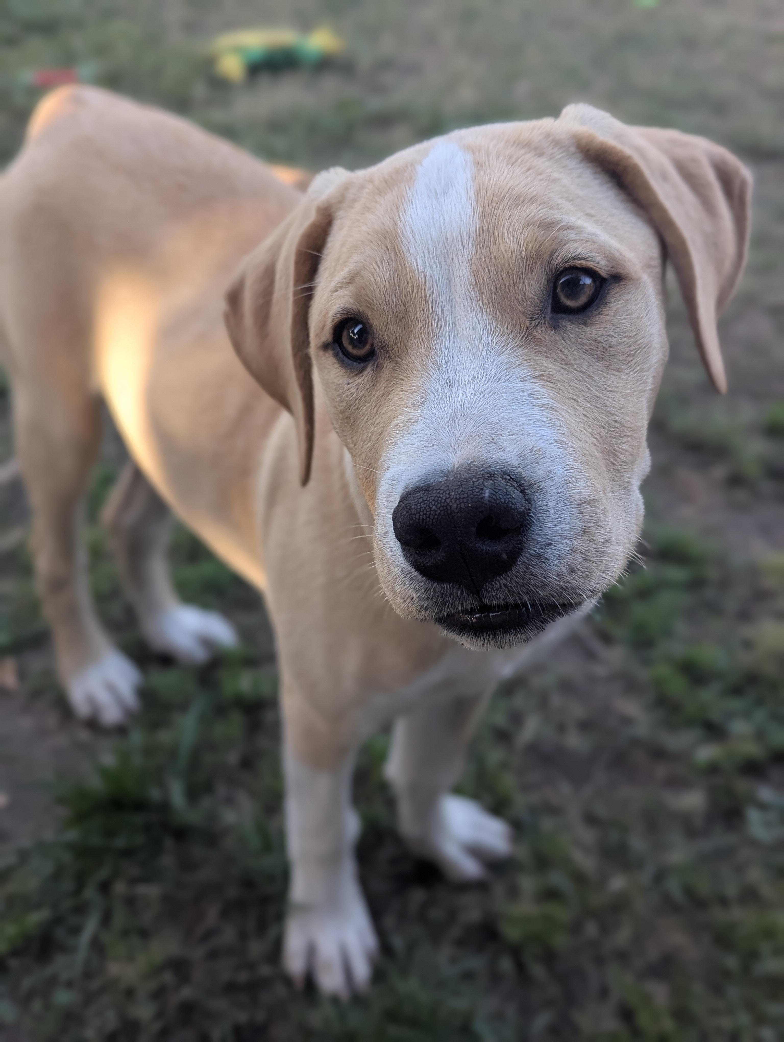 OAKLEY , Adoptable, Young Male Mixed Breed.