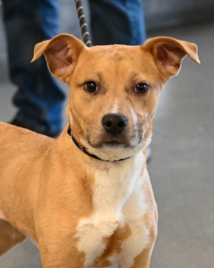 PR 53 Skidaddle, Adoptable, Puppy Female Terrier & Labrador Retriever.