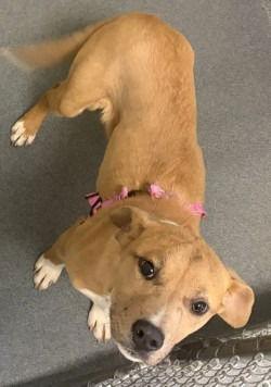 Enlarge PR 53 Skidaddle, a Adoptable mixed breed in Glen Allen, VA image 1/1