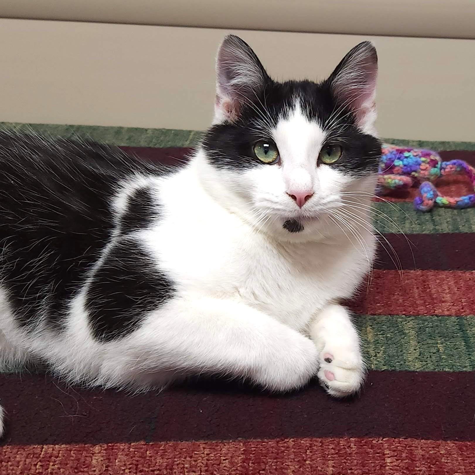 Enlarge Dinner Roll, a ADOPTABLE Domestic Short Hair in Marshfield, WI image 3/6