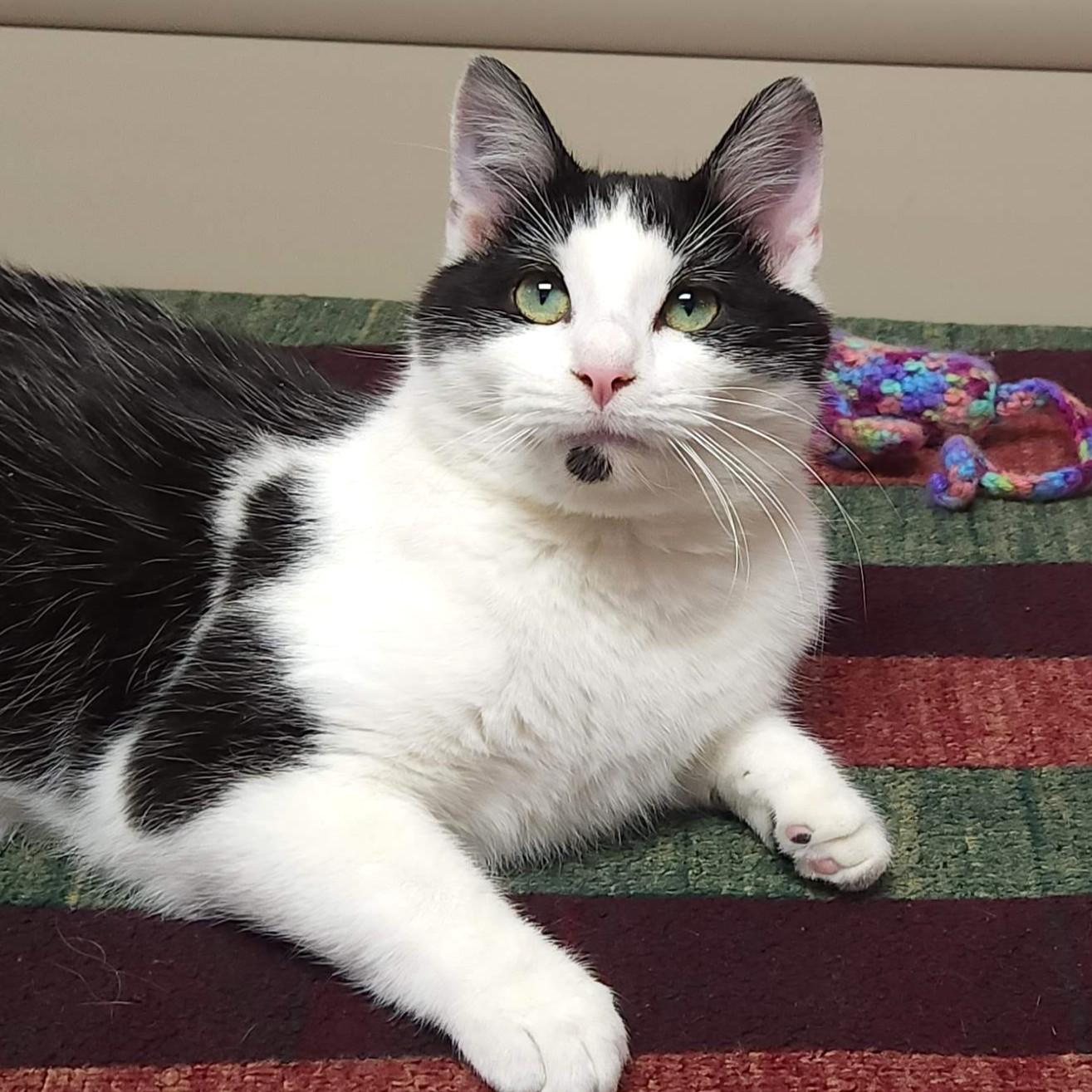 Enlarge Dinner Roll, a ADOPTABLE Domestic Short Hair in Marshfield, WI image 5/6