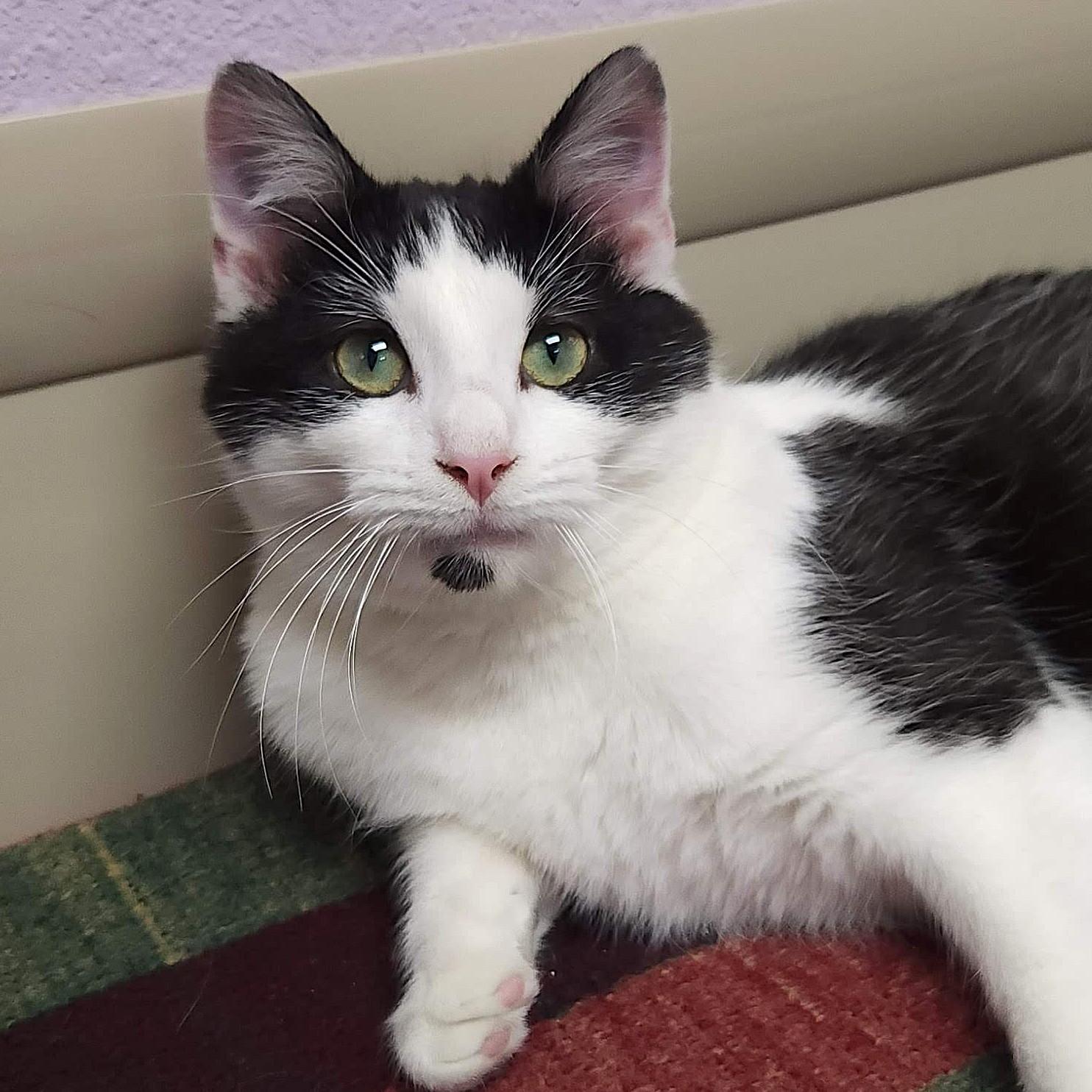 Enlarge Dinner Roll, a ADOPTABLE Domestic Short Hair in Marshfield, WI image 1/6